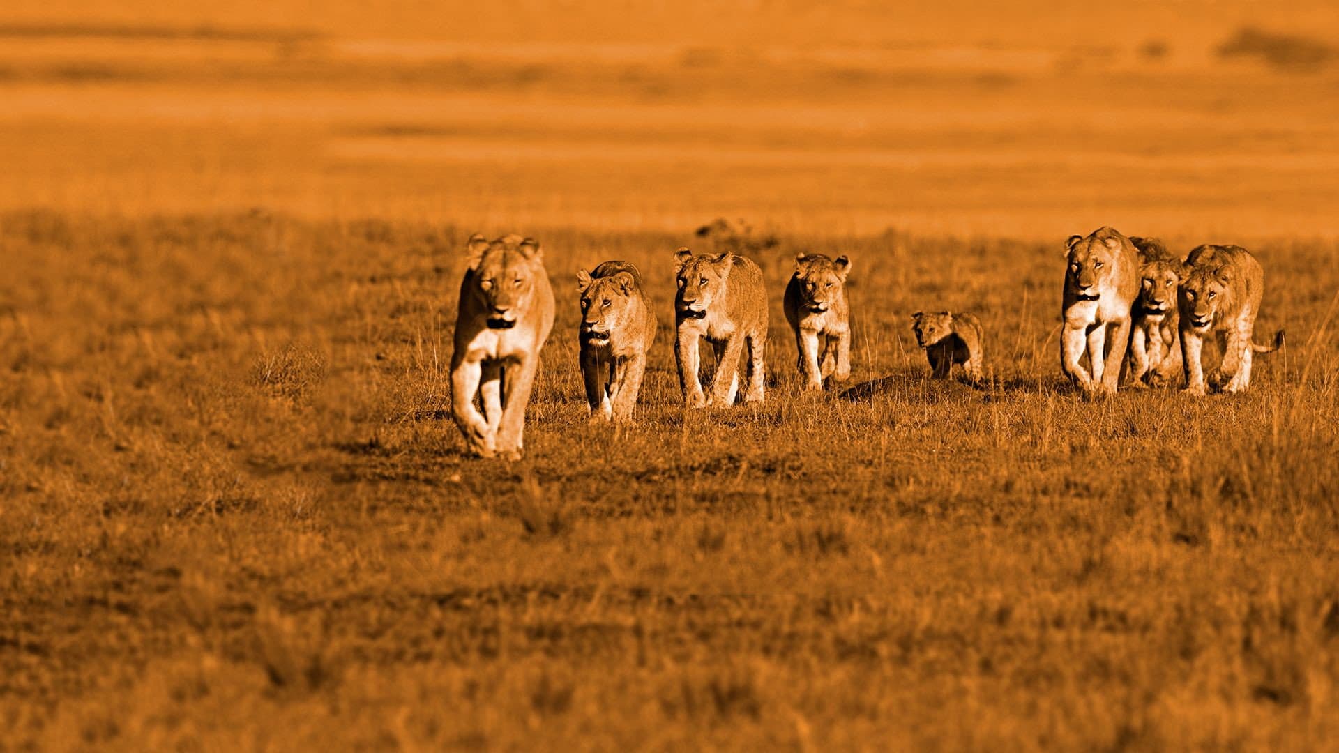 African Cats - Il regno del coraggio - immagine
