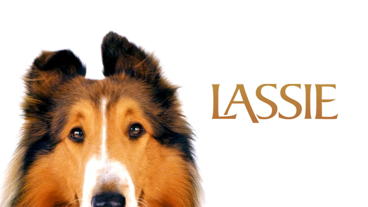 Lassie - immagine