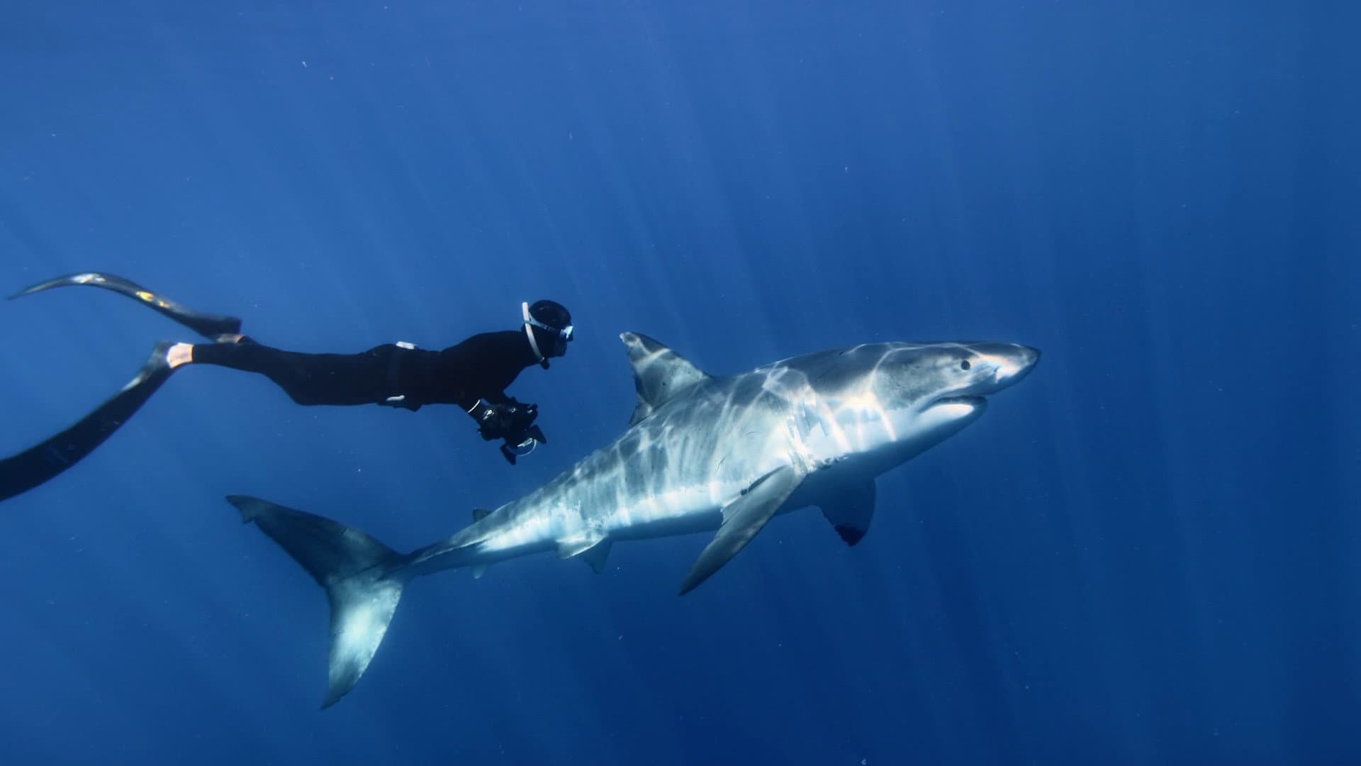Great White Shark - immagine