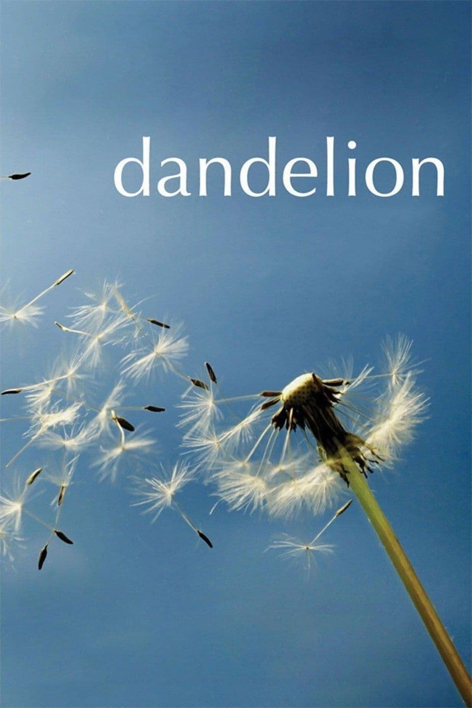 Poster di Dandelion