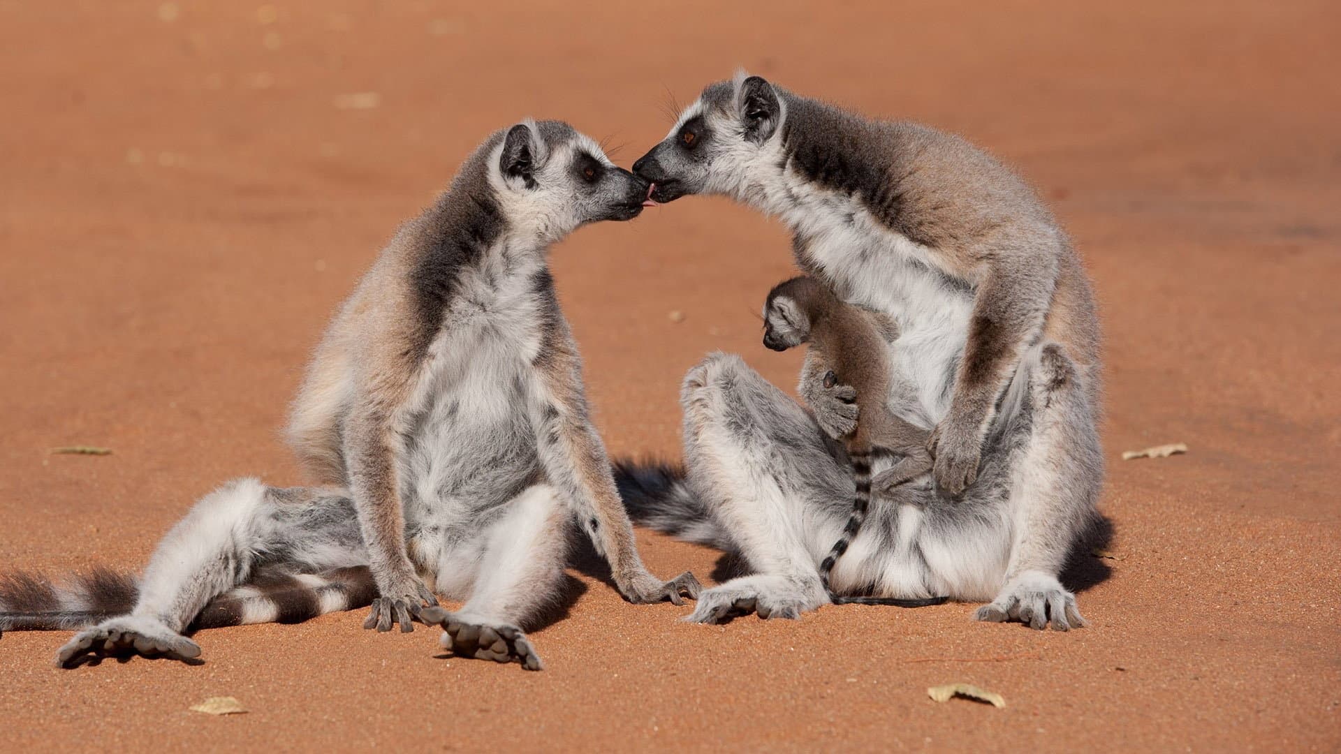 Madagascar: L'isola dei Lemuri - immagine
