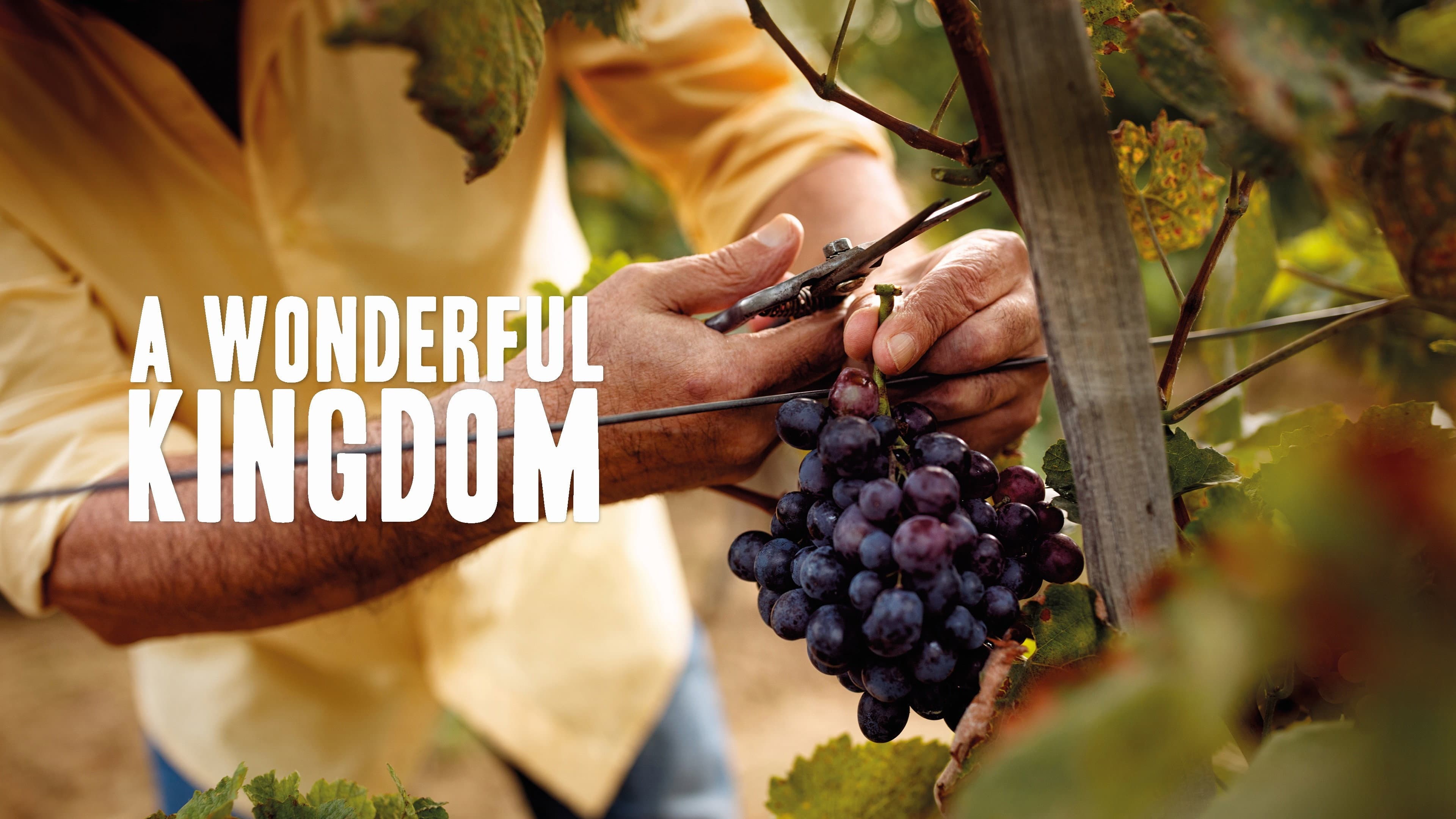 A Wonderful Kingdom - immagine