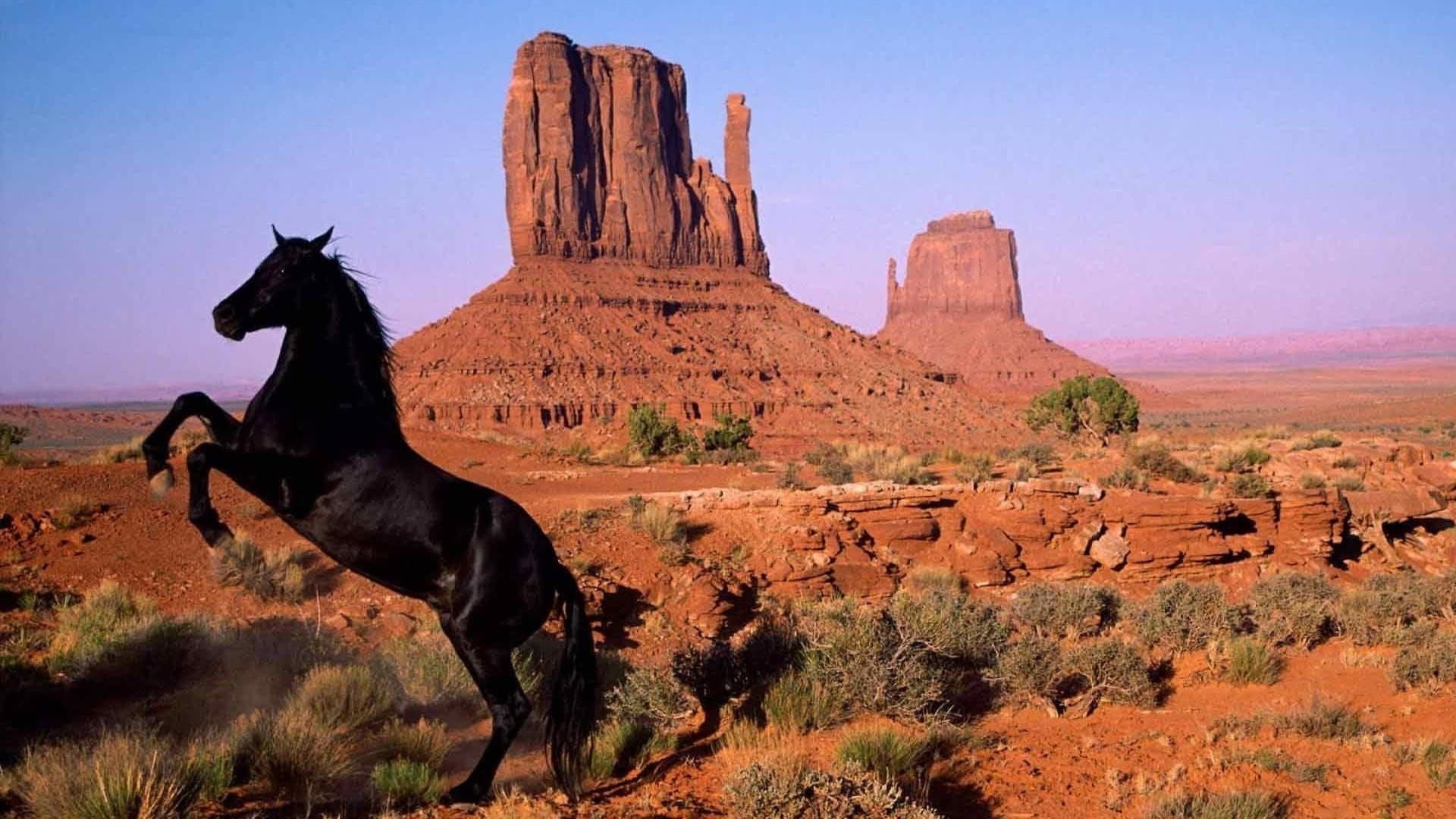 American Mustang - immagine
