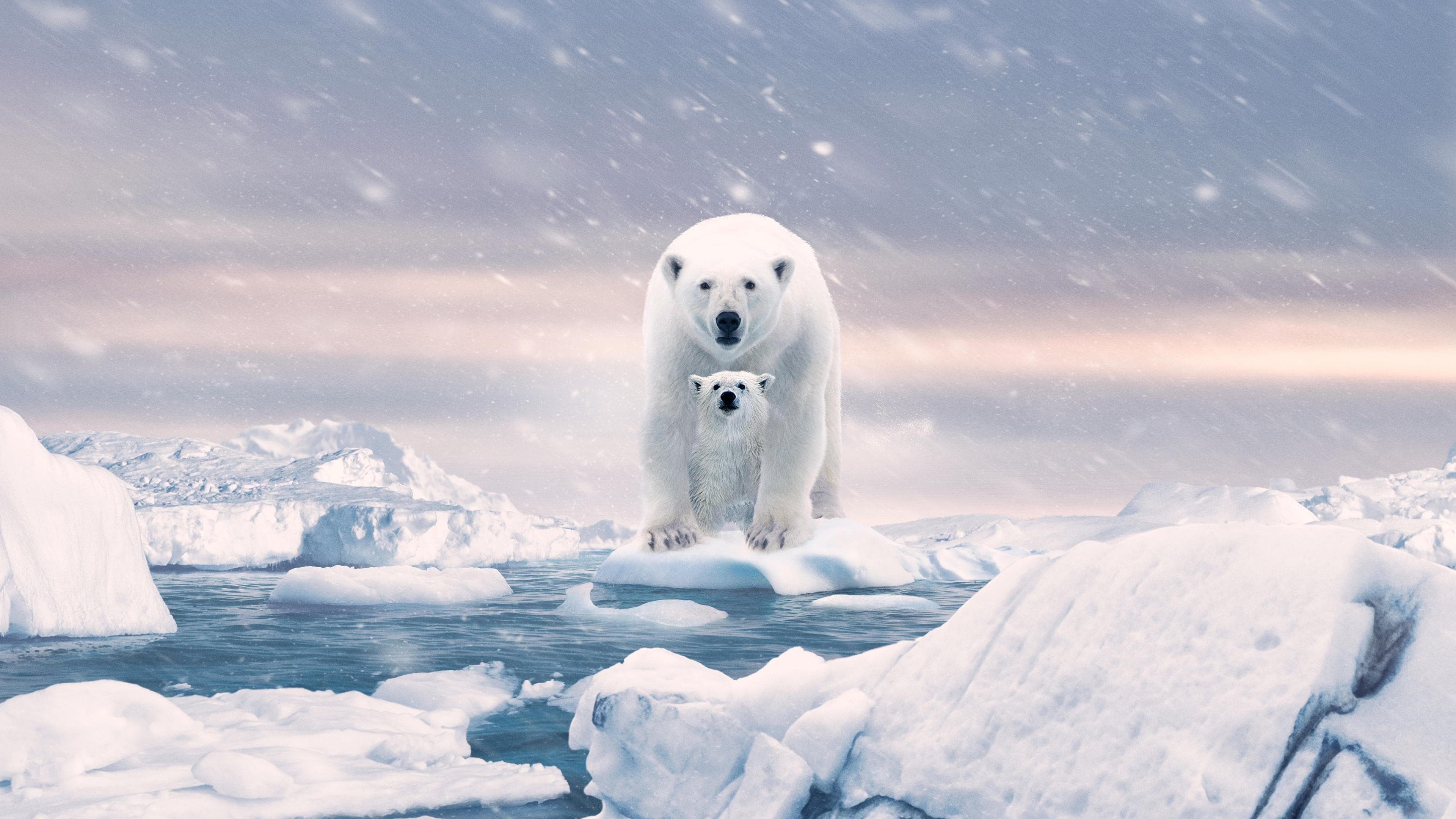Polar Bear - immagine