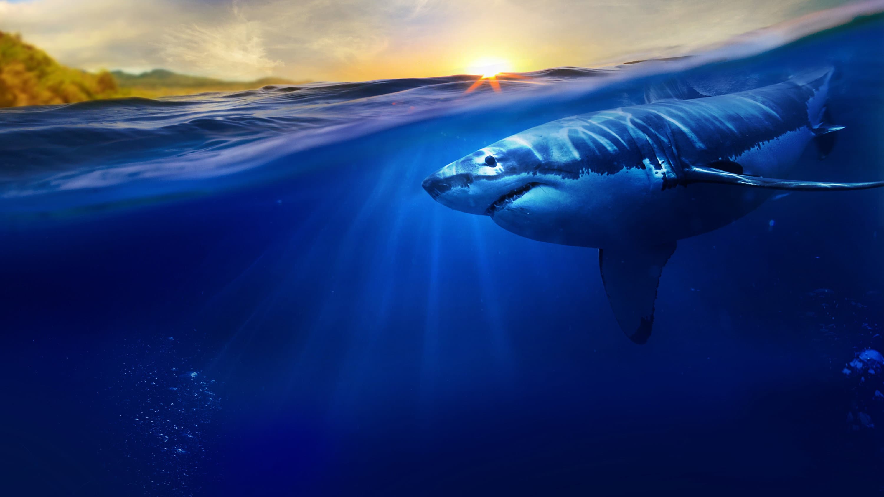 Maui Shark Mystery - immagine