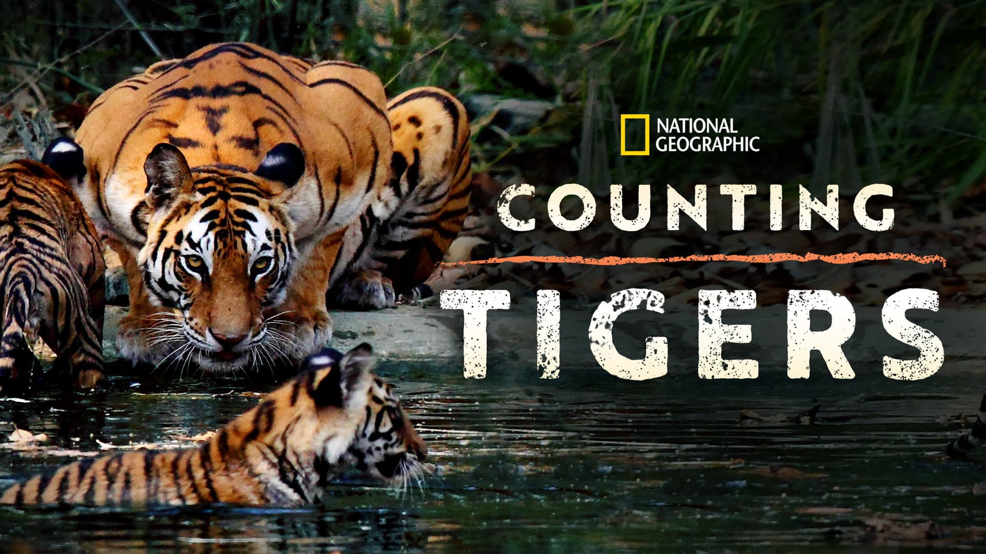 Counting Tigers - immagine