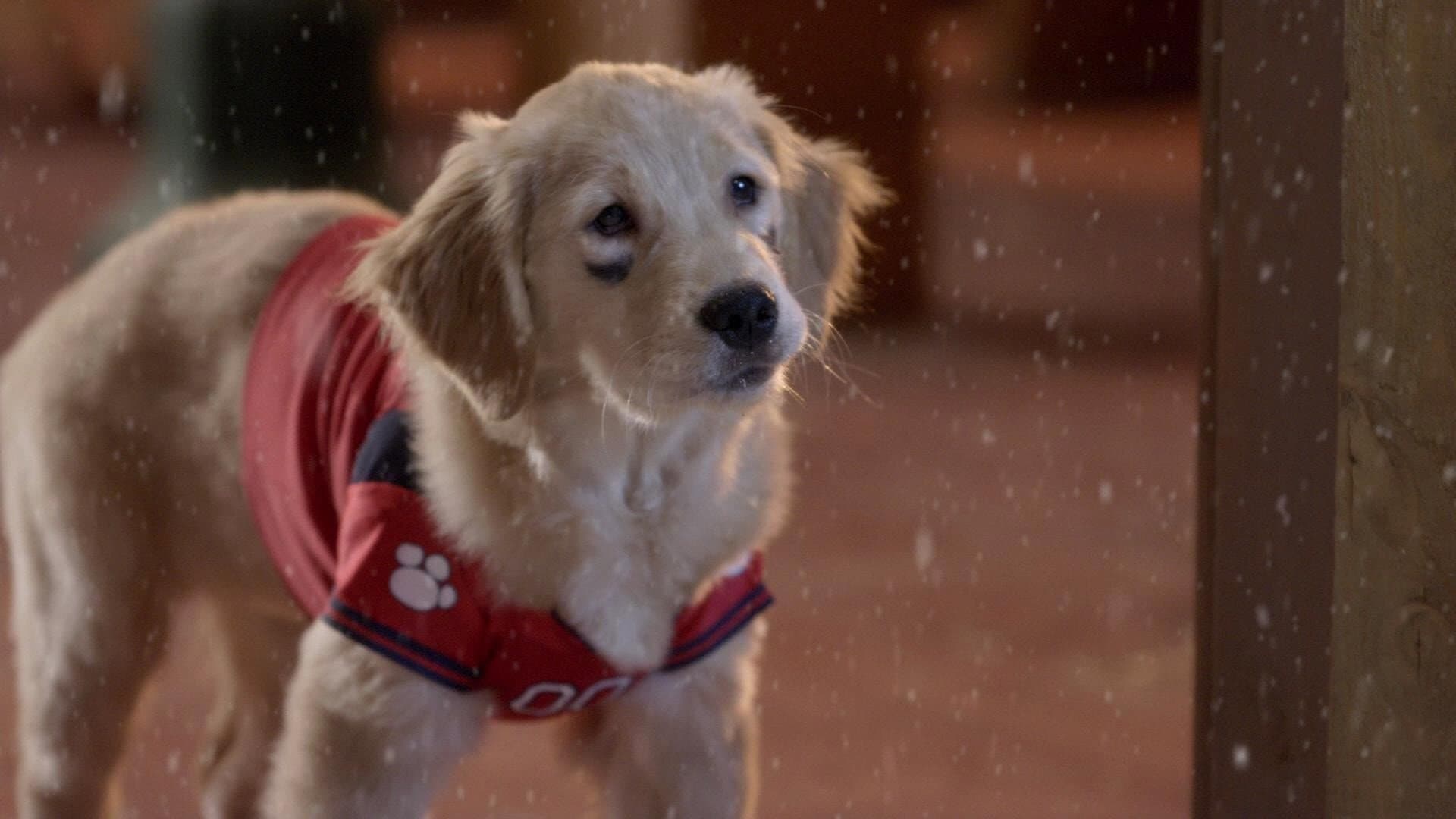 Supercuccioli a Natale - immagine