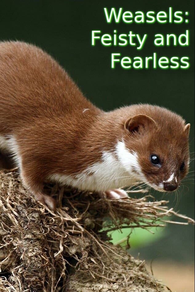 Poster di Weasels: Feisty and Fearless