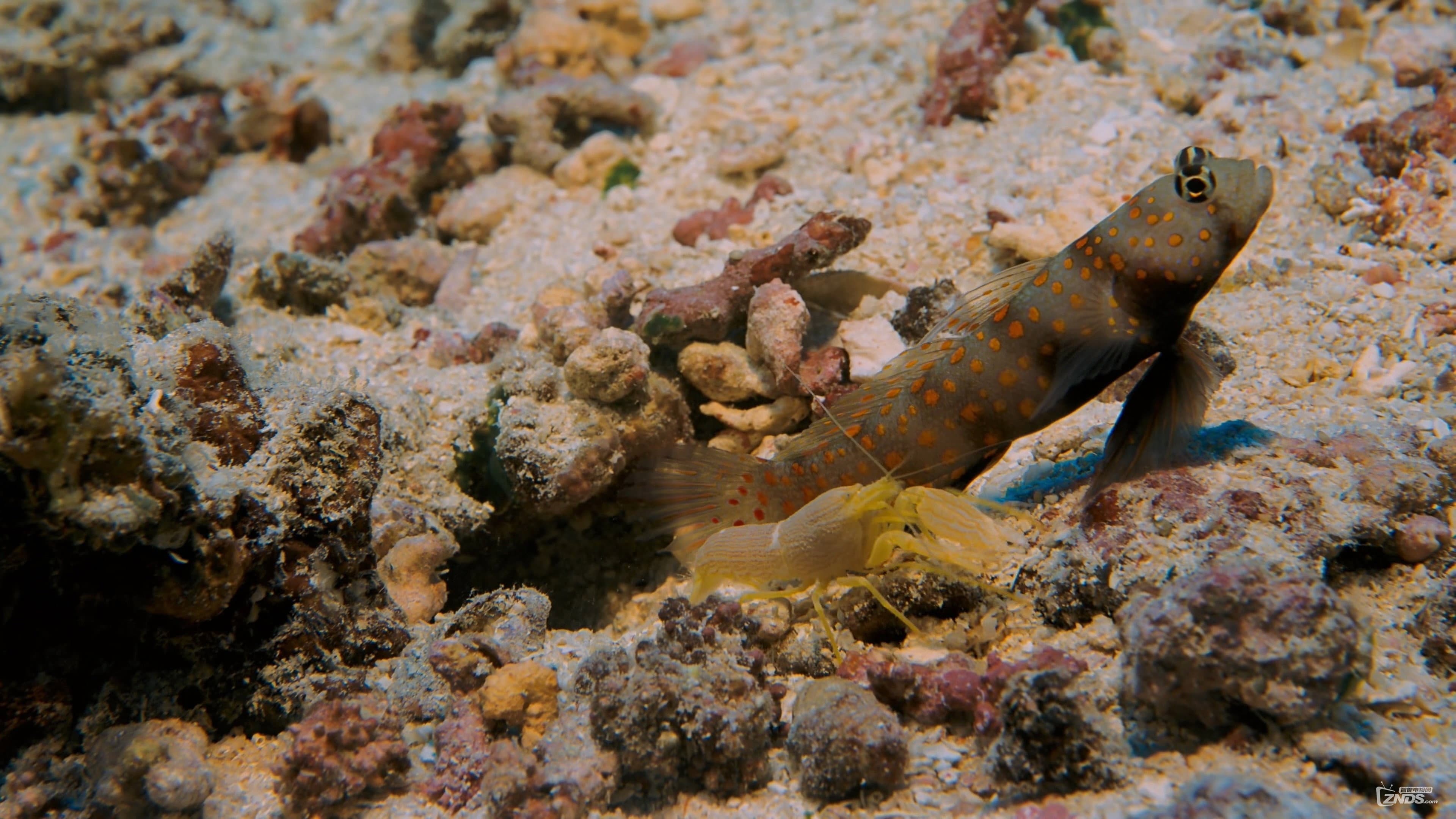 Coral Reef Adventure - immagine