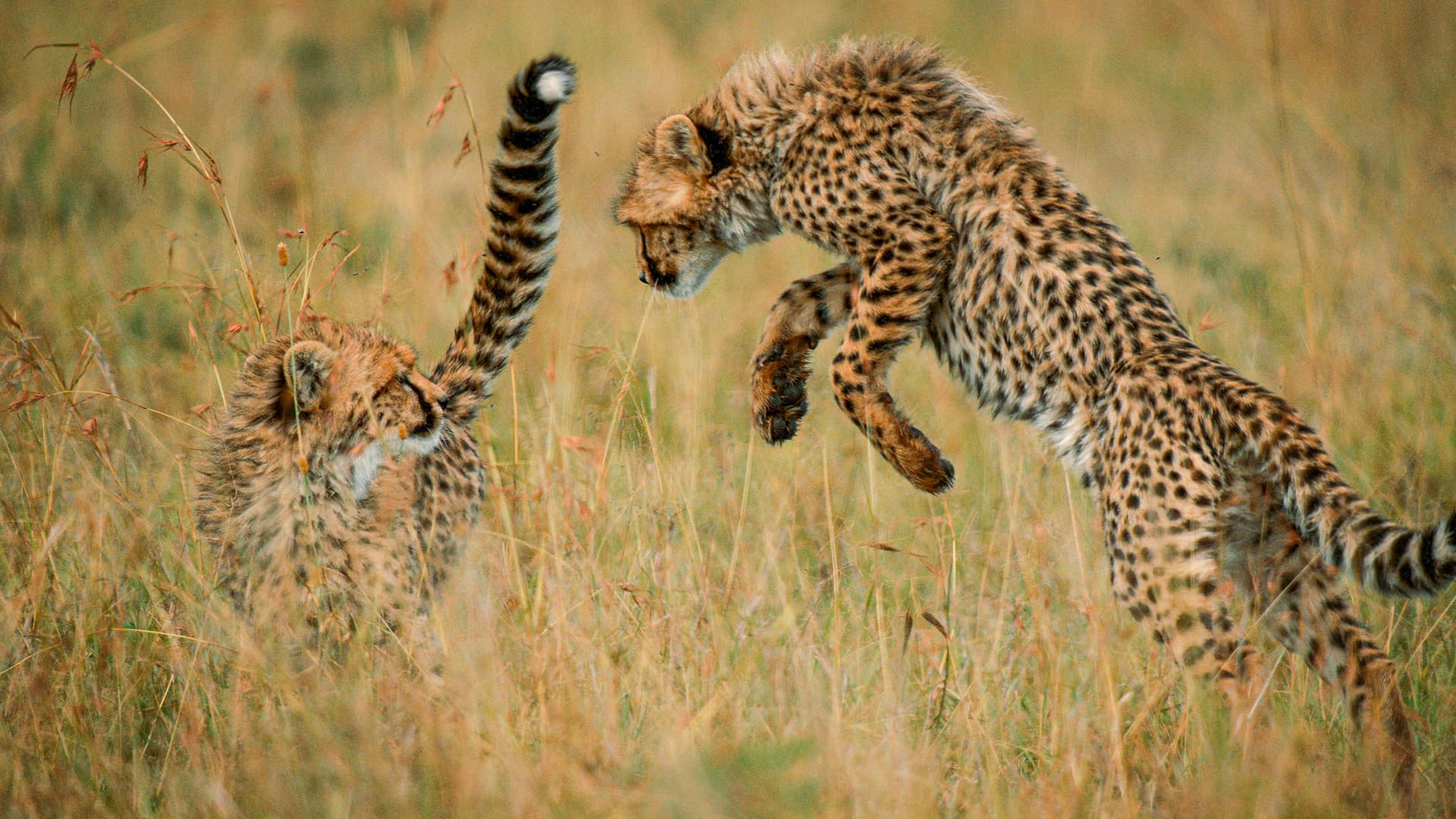 The Way of the Cheetah - immagine