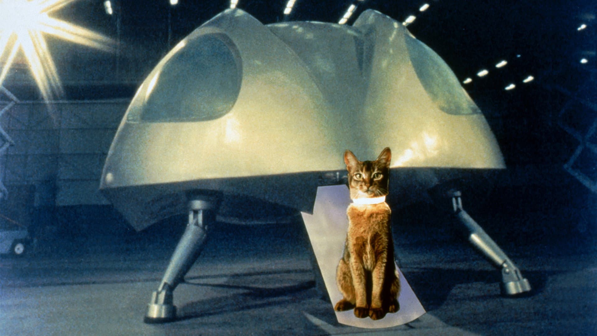 Il gatto venuto dallo spazio - immagine
