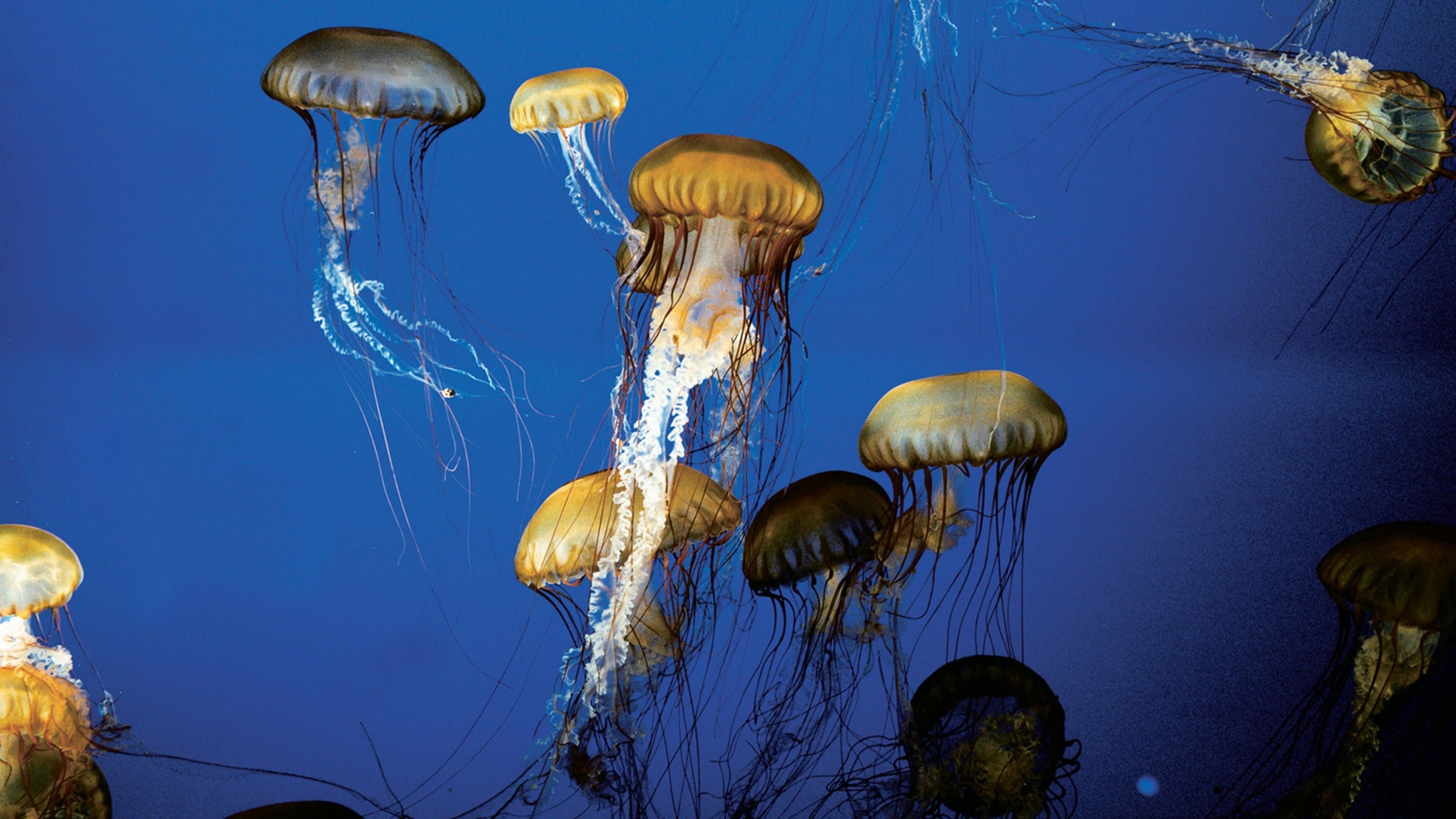 The Living Sea - immagine