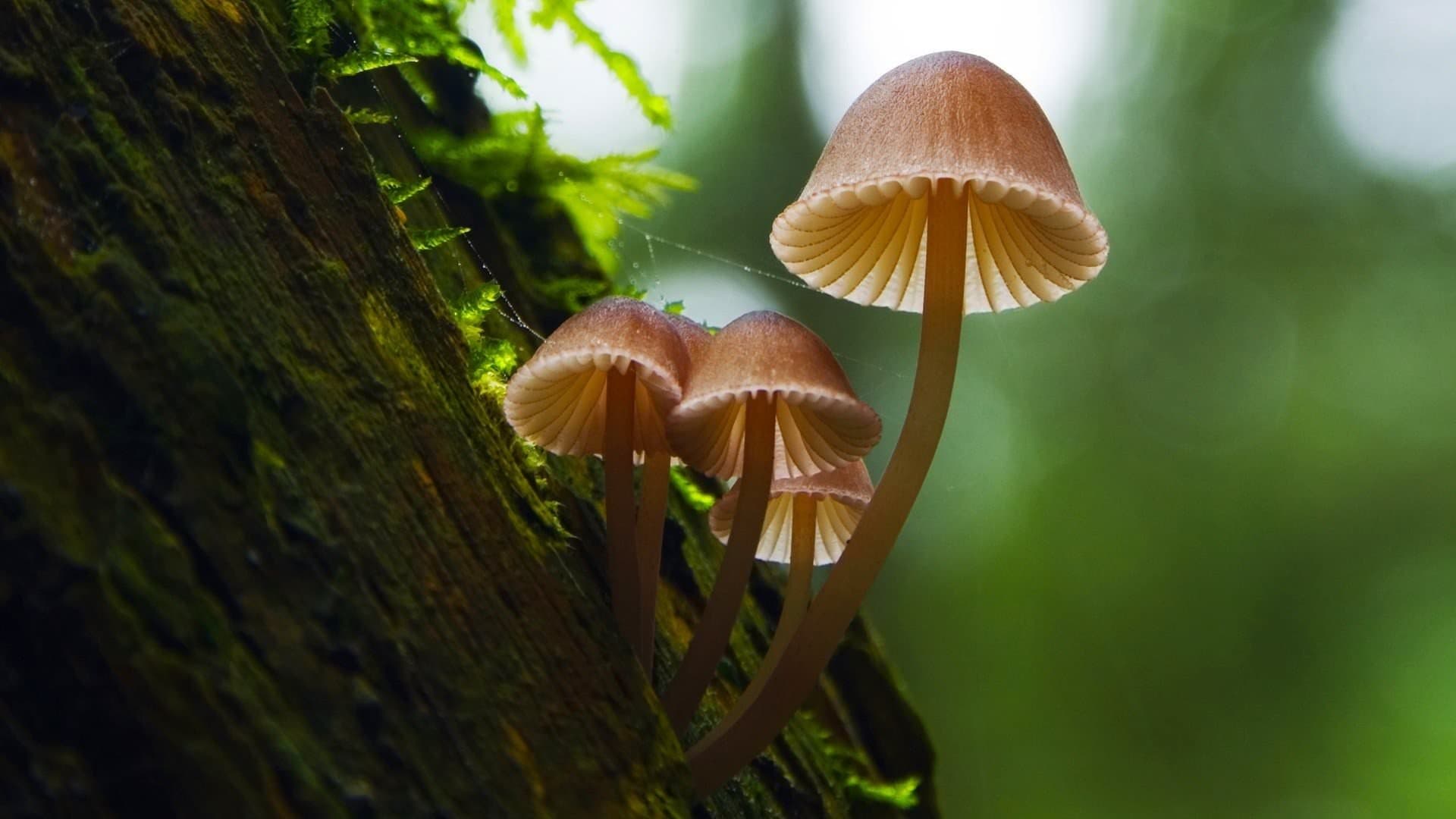Funghi fantastici - immagine