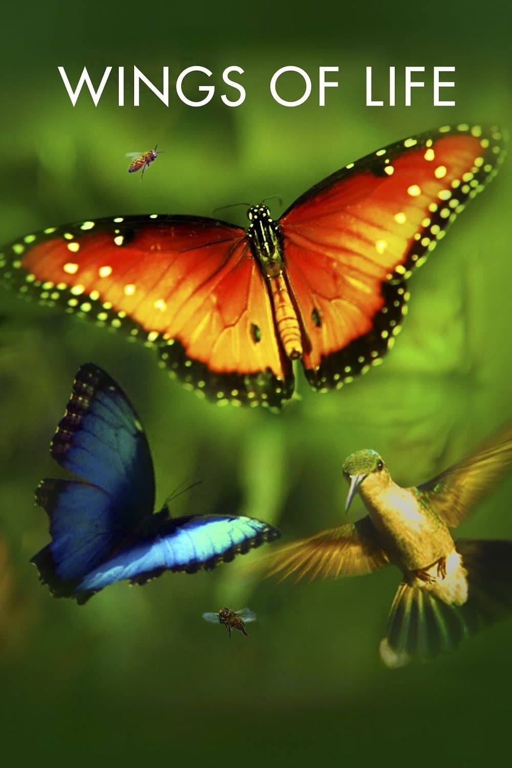 Poster di Wings of Life