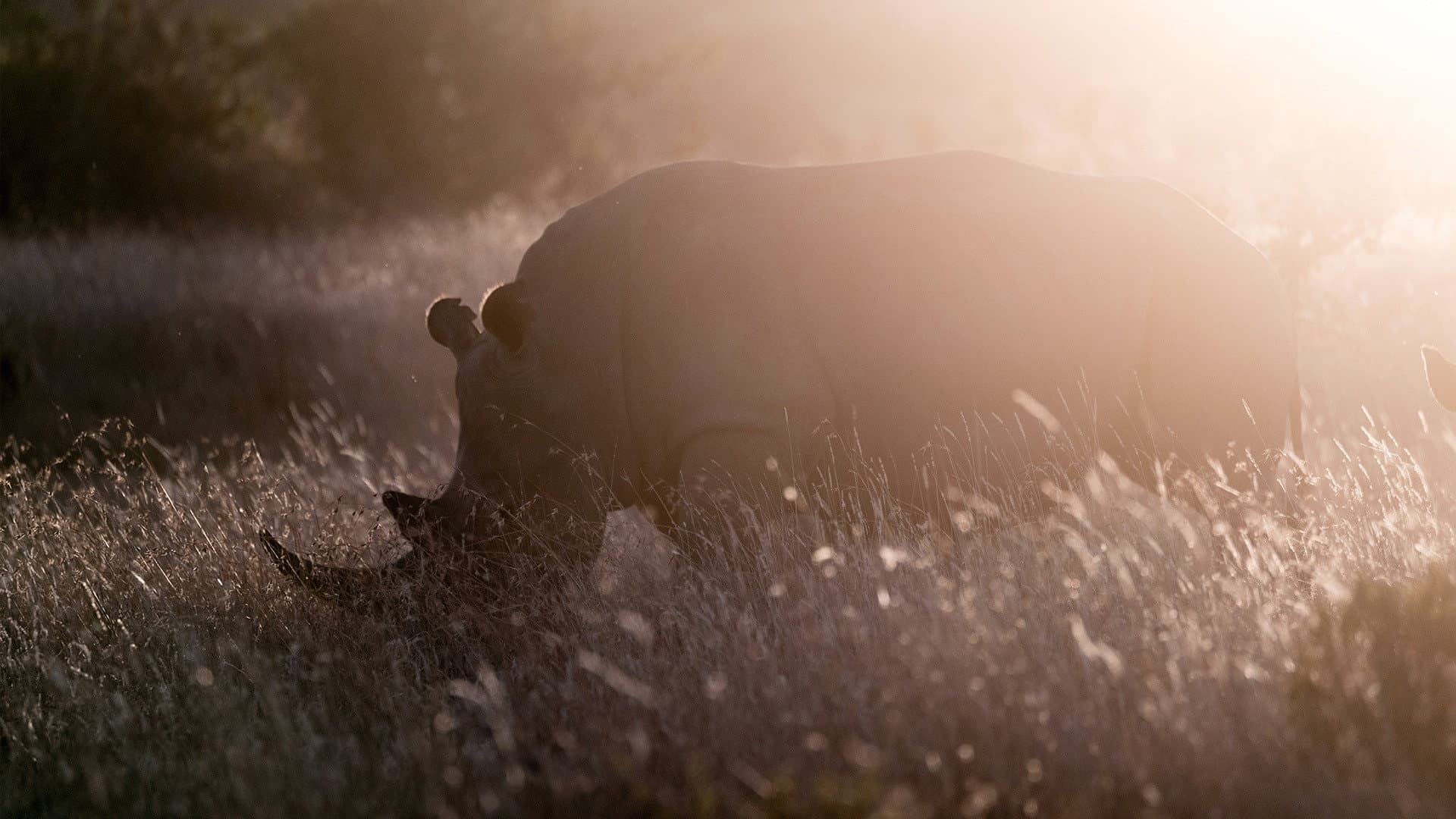 Rhino - immagine