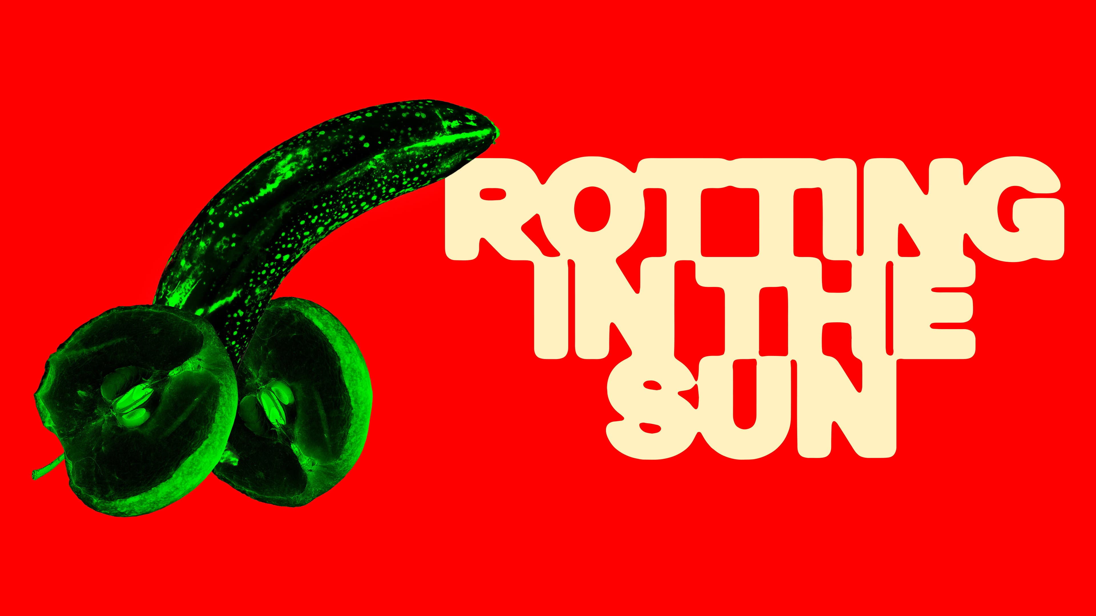 Rotting in the Sun - immagine