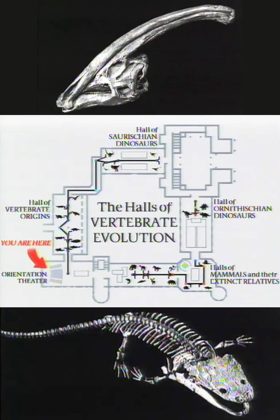 Poster di The Halls of Vertebrate Evolution