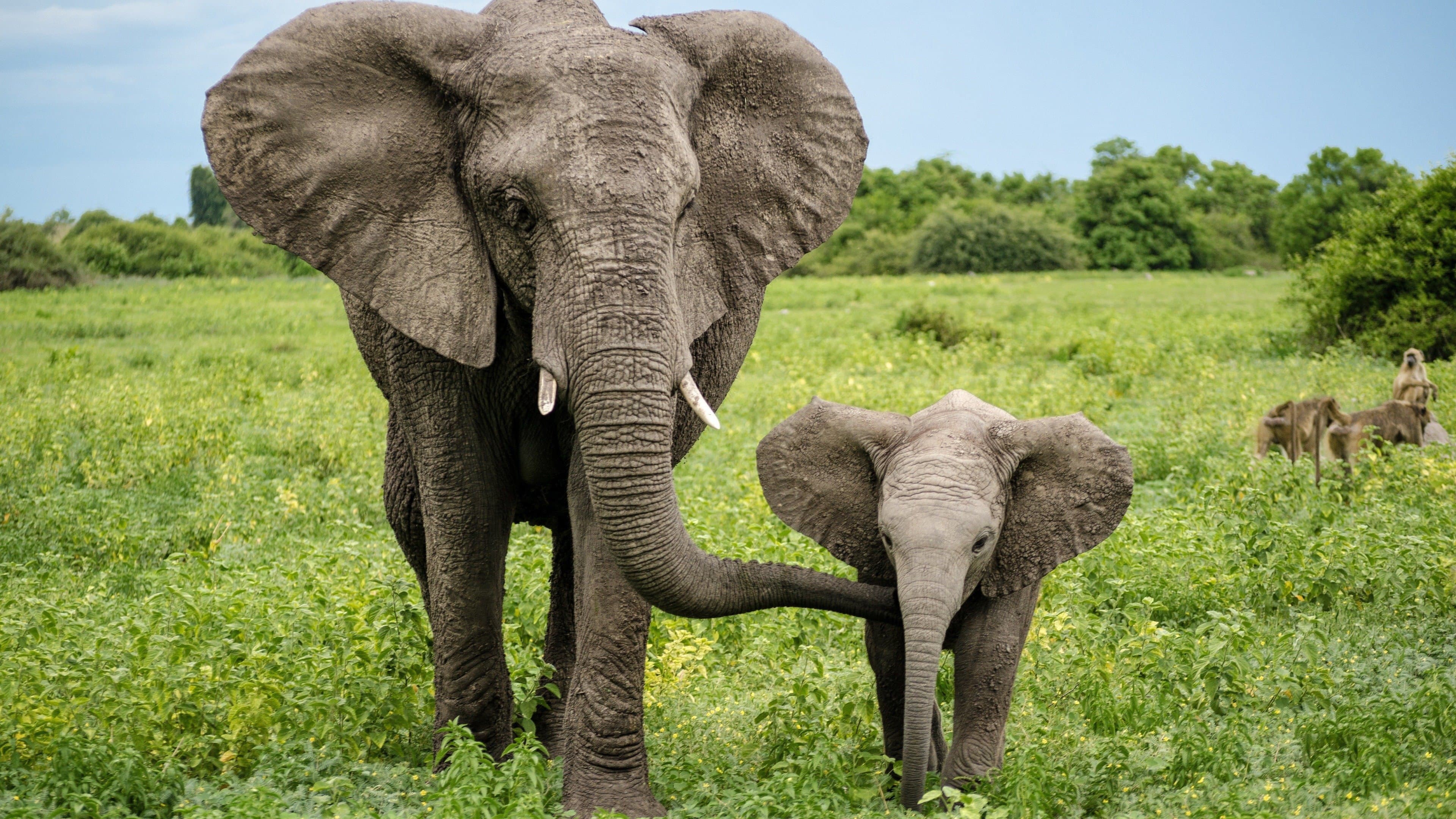 Endangered - immagine