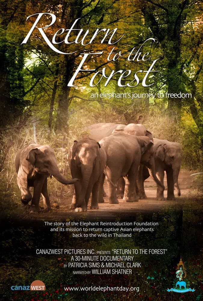 Poster di Return to the Forest