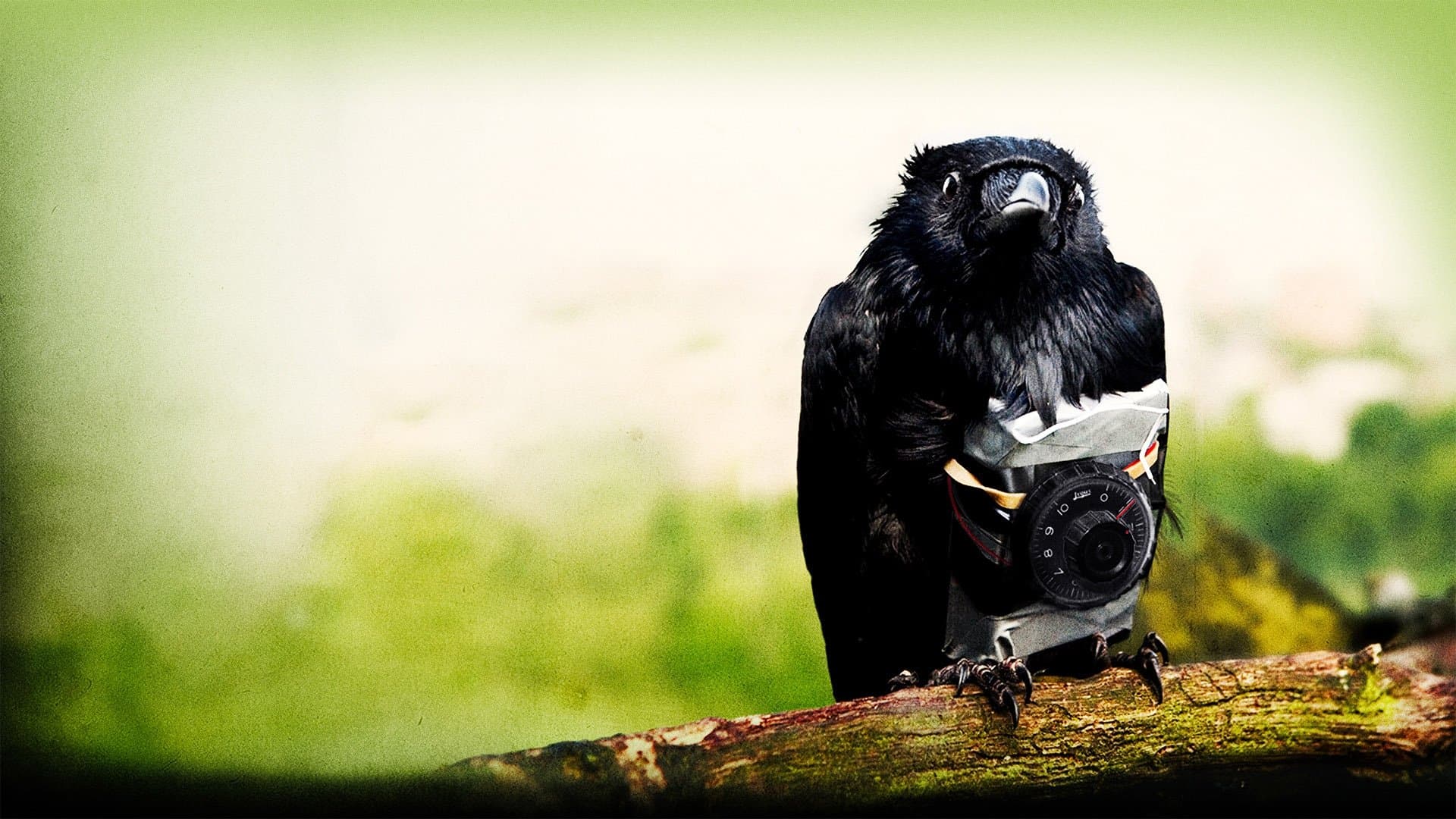 Four Lions - immagine