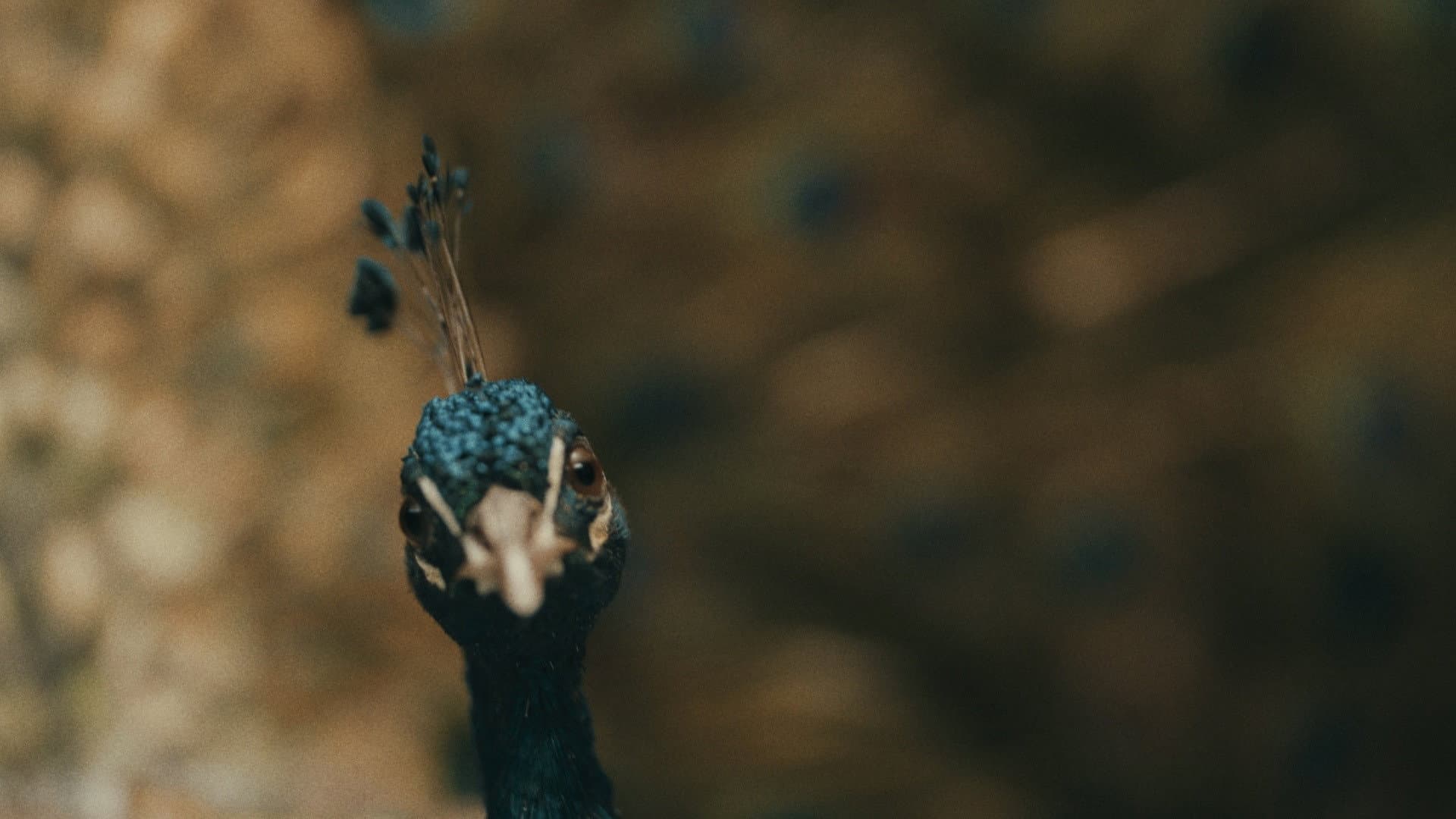 Il paradiso del pavone - immagine