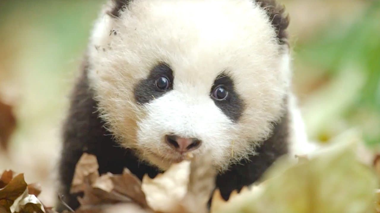 Nati in Cina - immagine