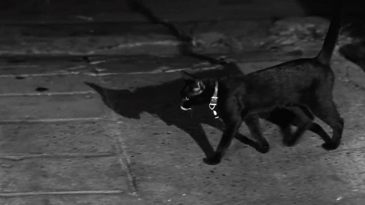 The Fat Black Pussycat - immagine
