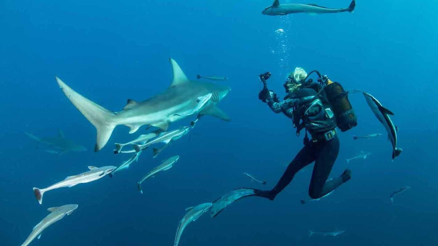 Sharkwise - immagine