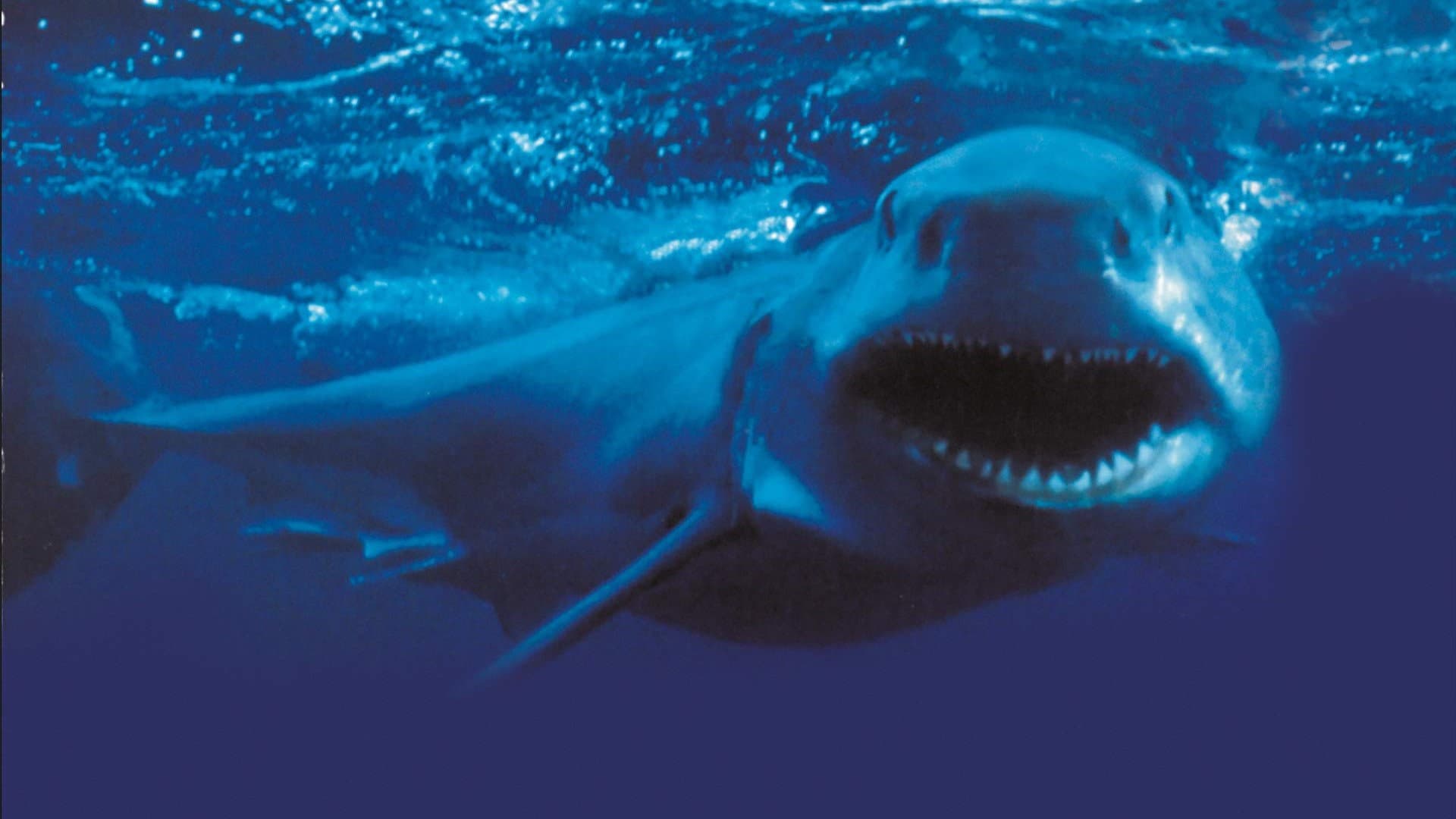 Shark Attack 2 - immagine