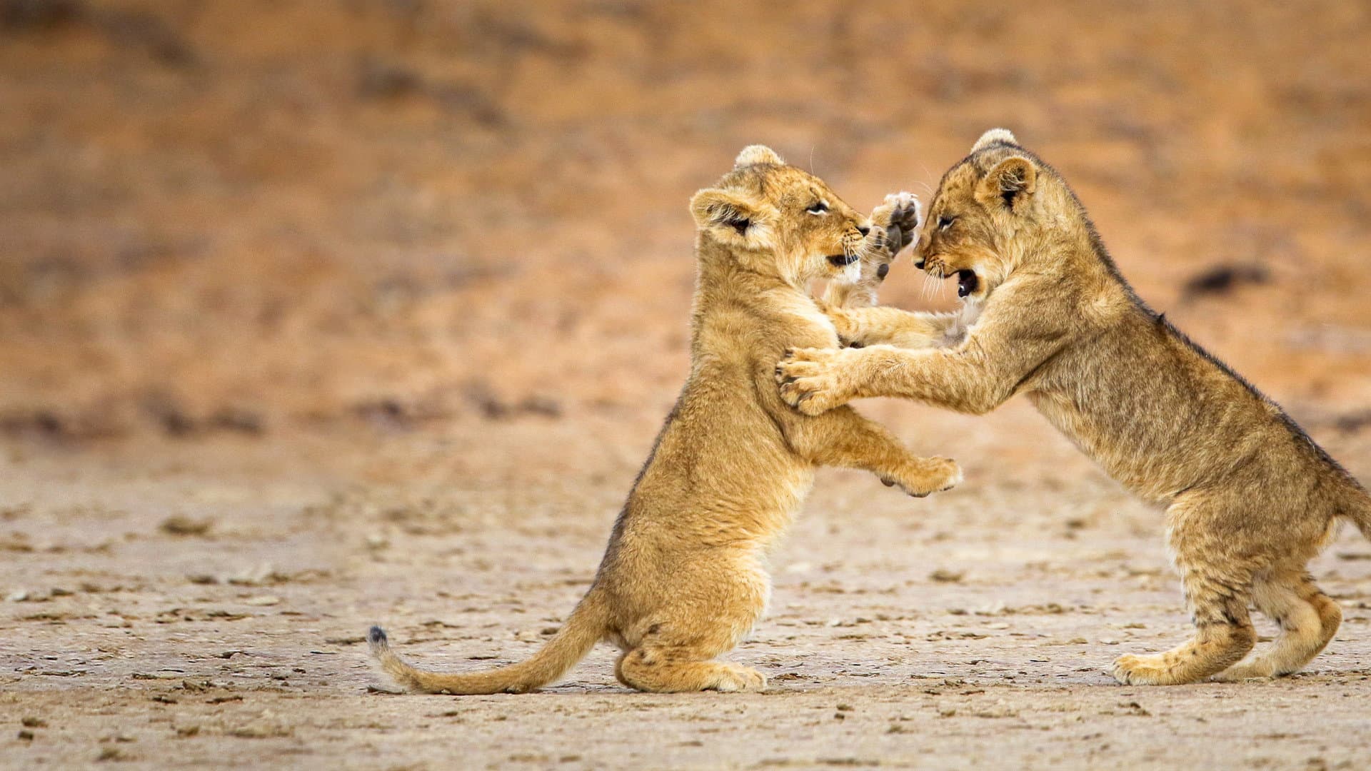 Game of Lions - immagine