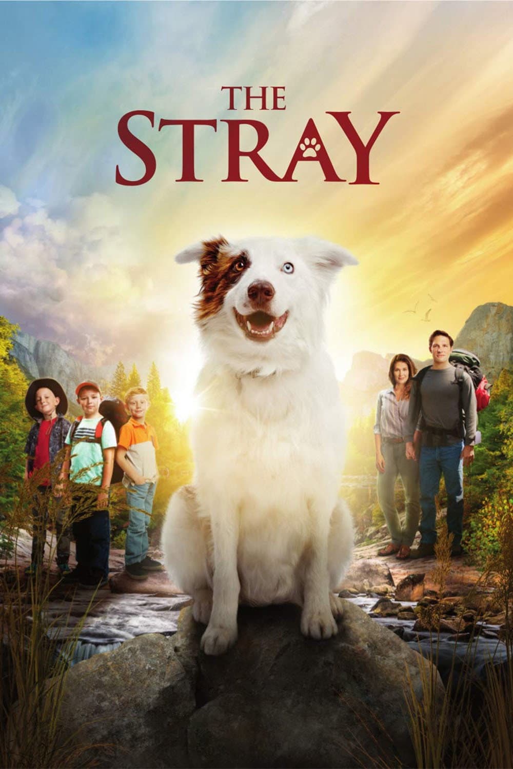Poster di The Stray
