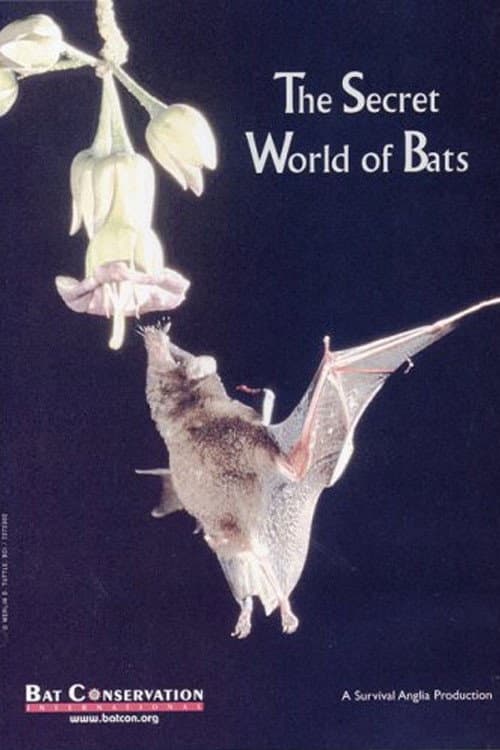 Poster di The Secret World Of Bats