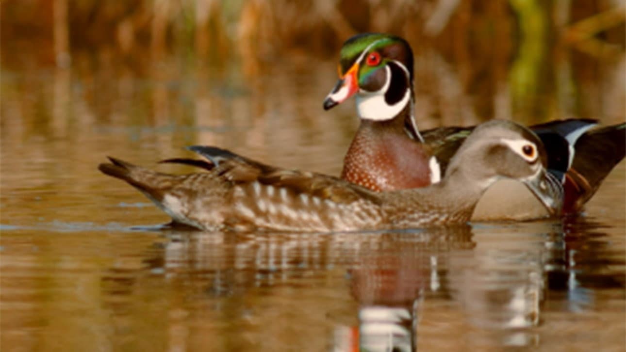 PBS Nature - An Original DUCKumentary - immagine