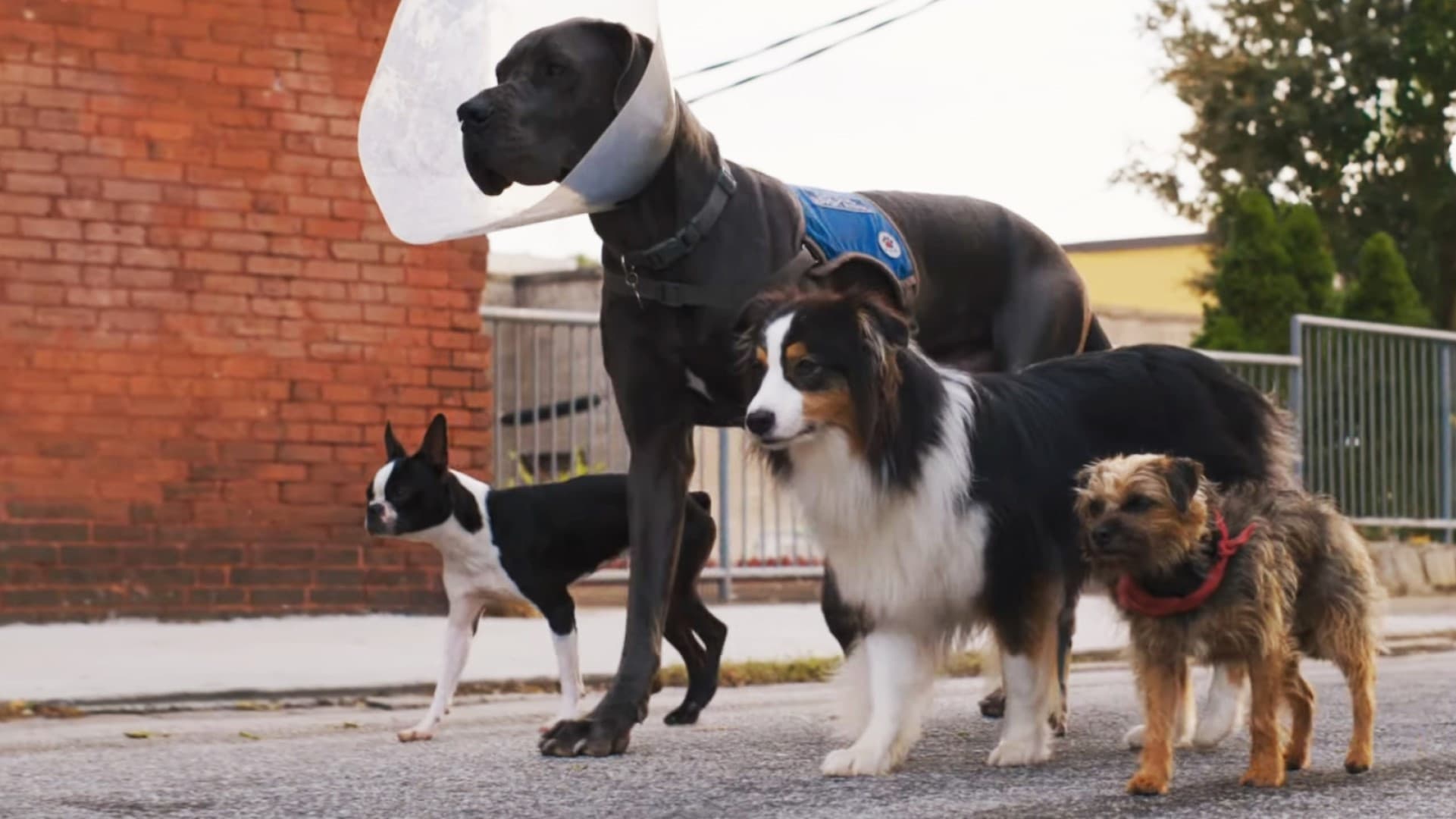 Doggy Style - Quei bravi randagi - immagine