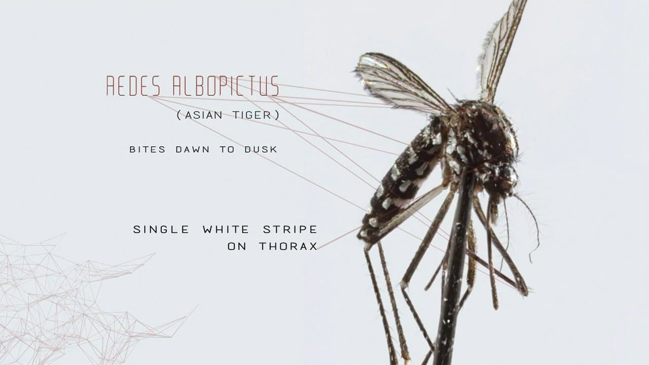 Mosquito - immagine