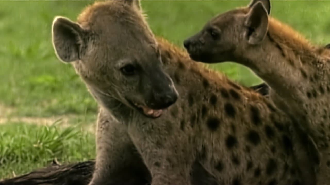 Eternal Enemies: Lions and Hyenas - immagine