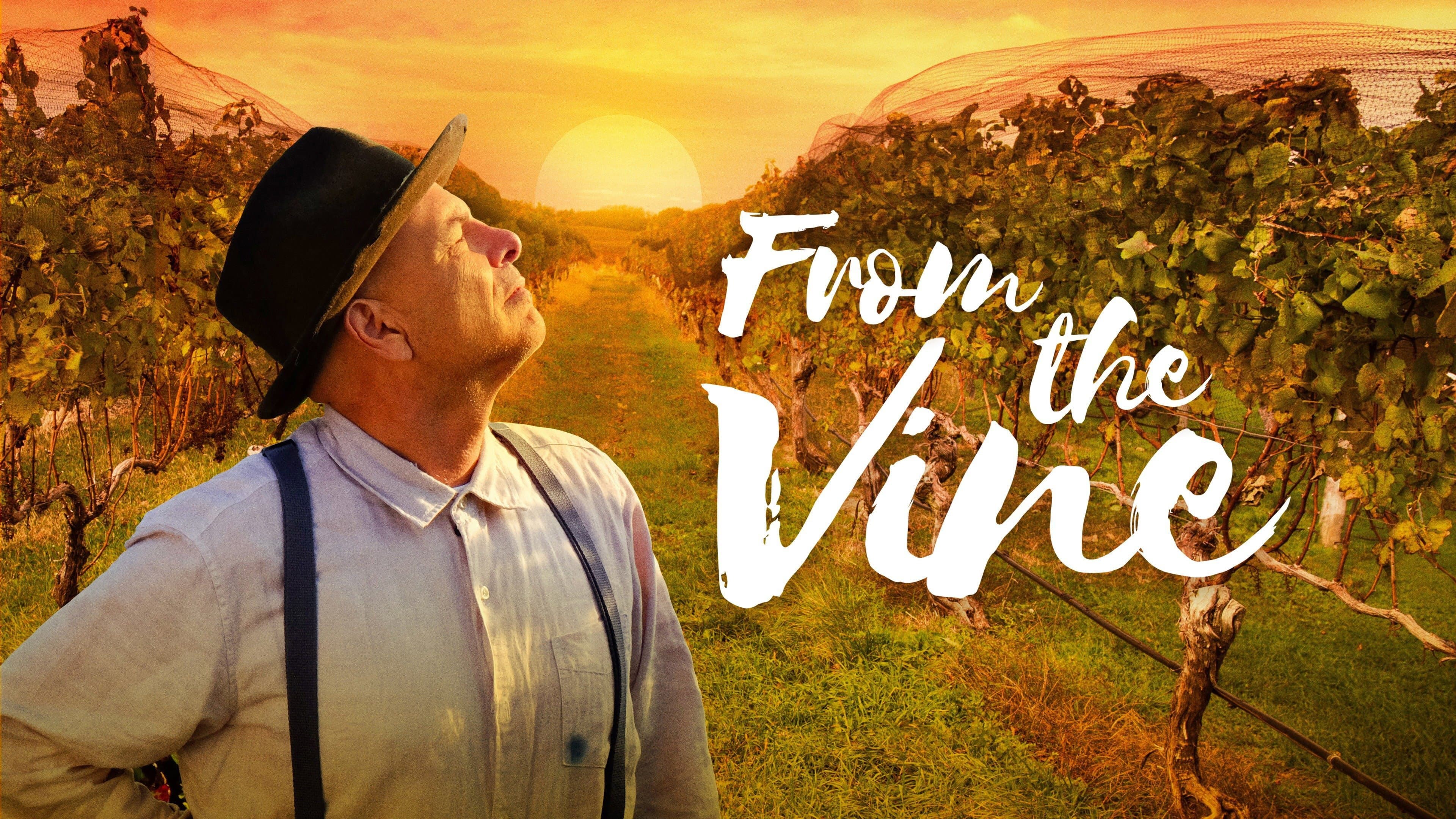From the Vine - immagine