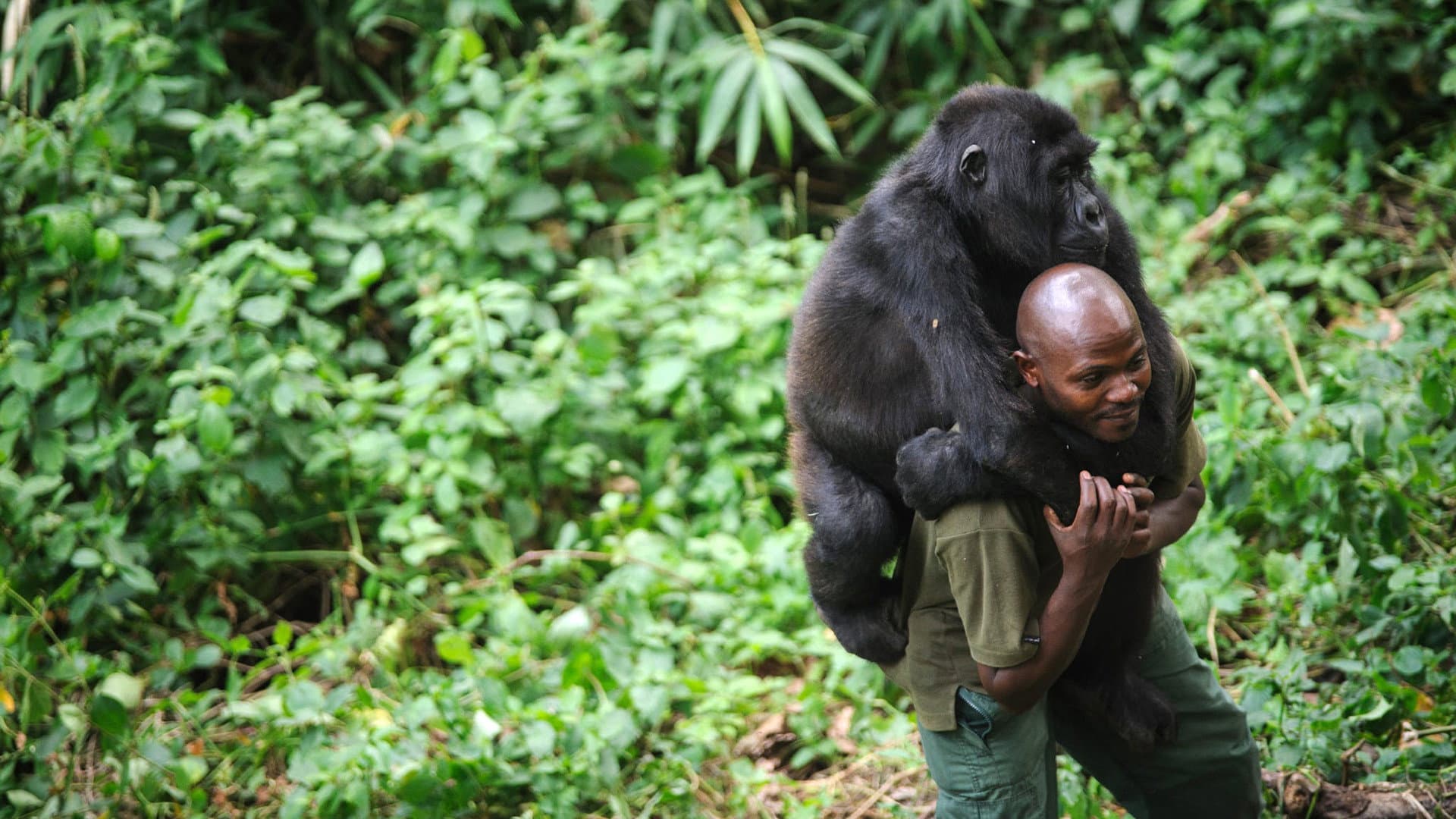 Virunga - immagine