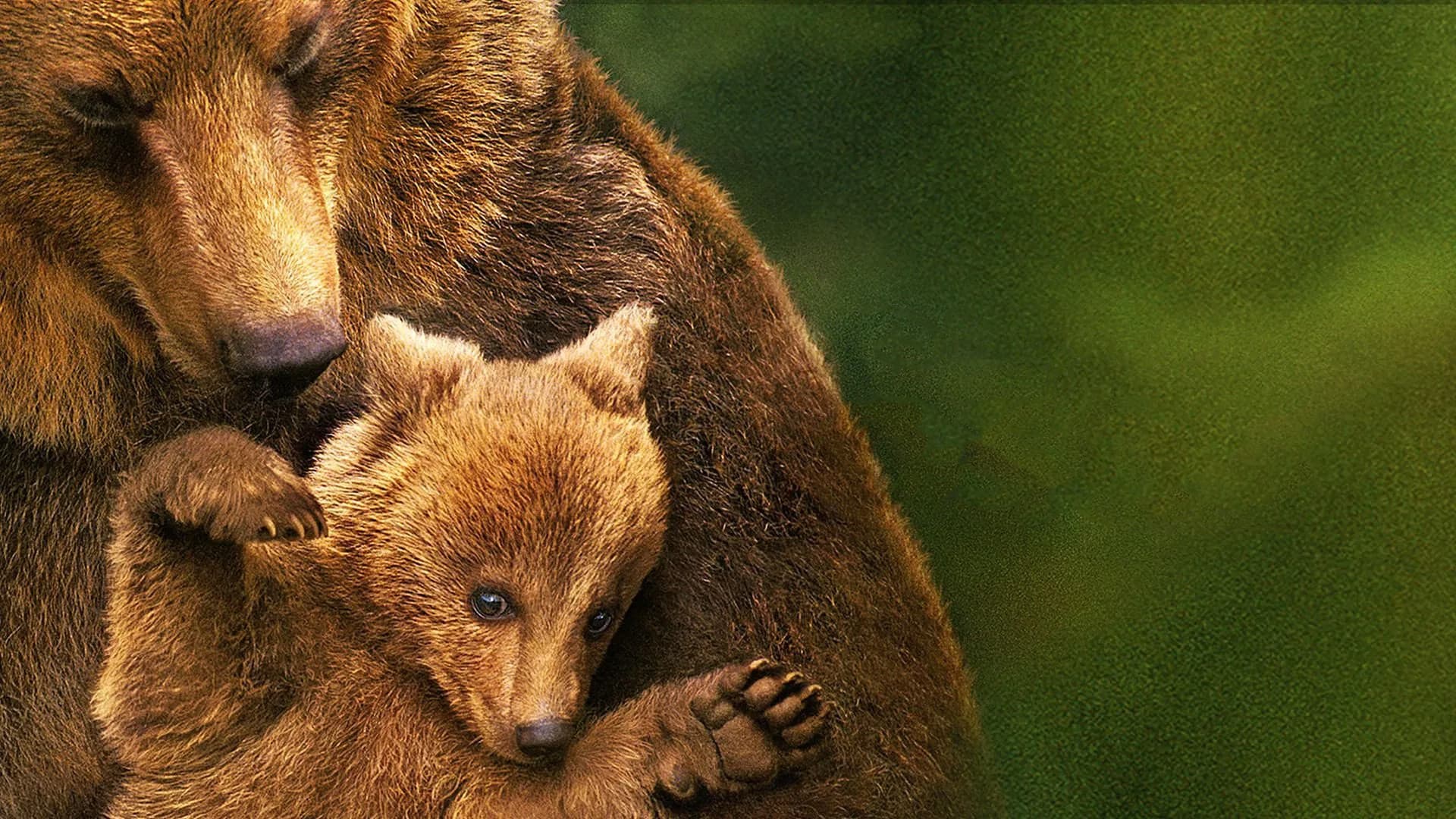 Bears - immagine