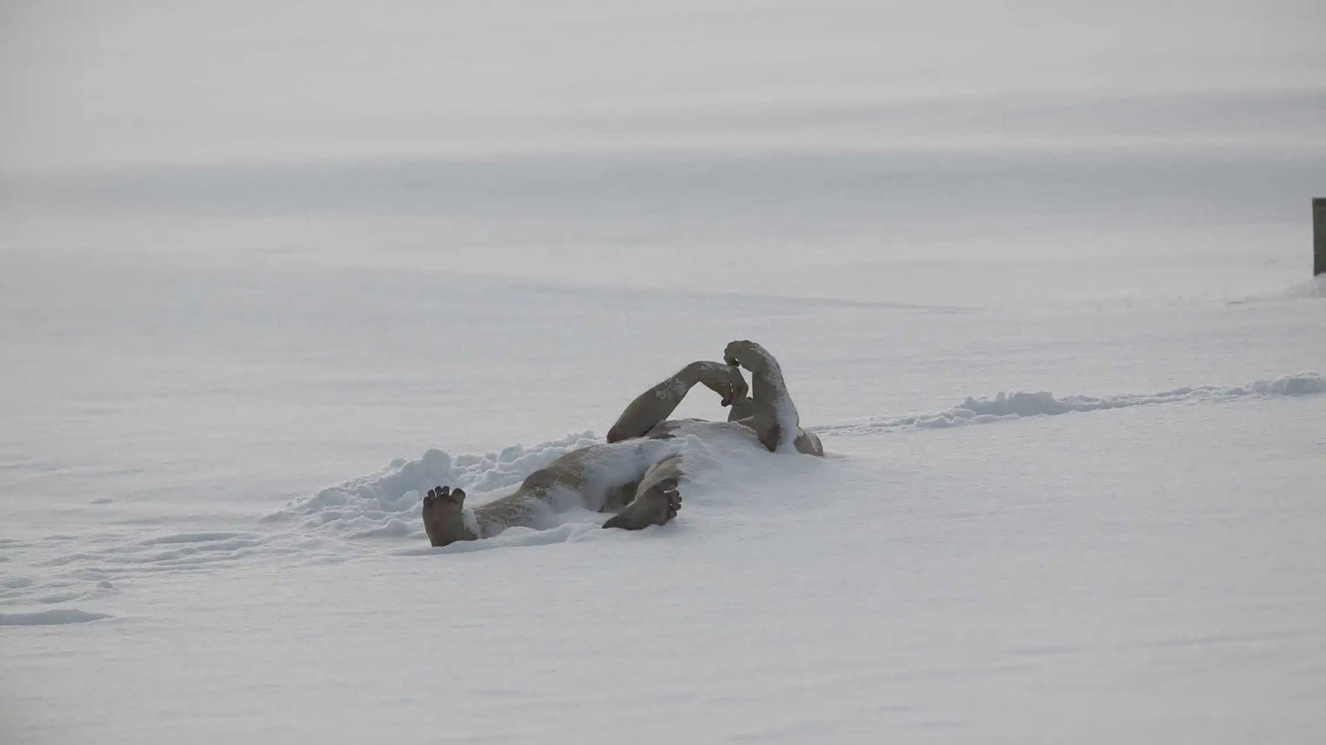The Last Winter - immagine