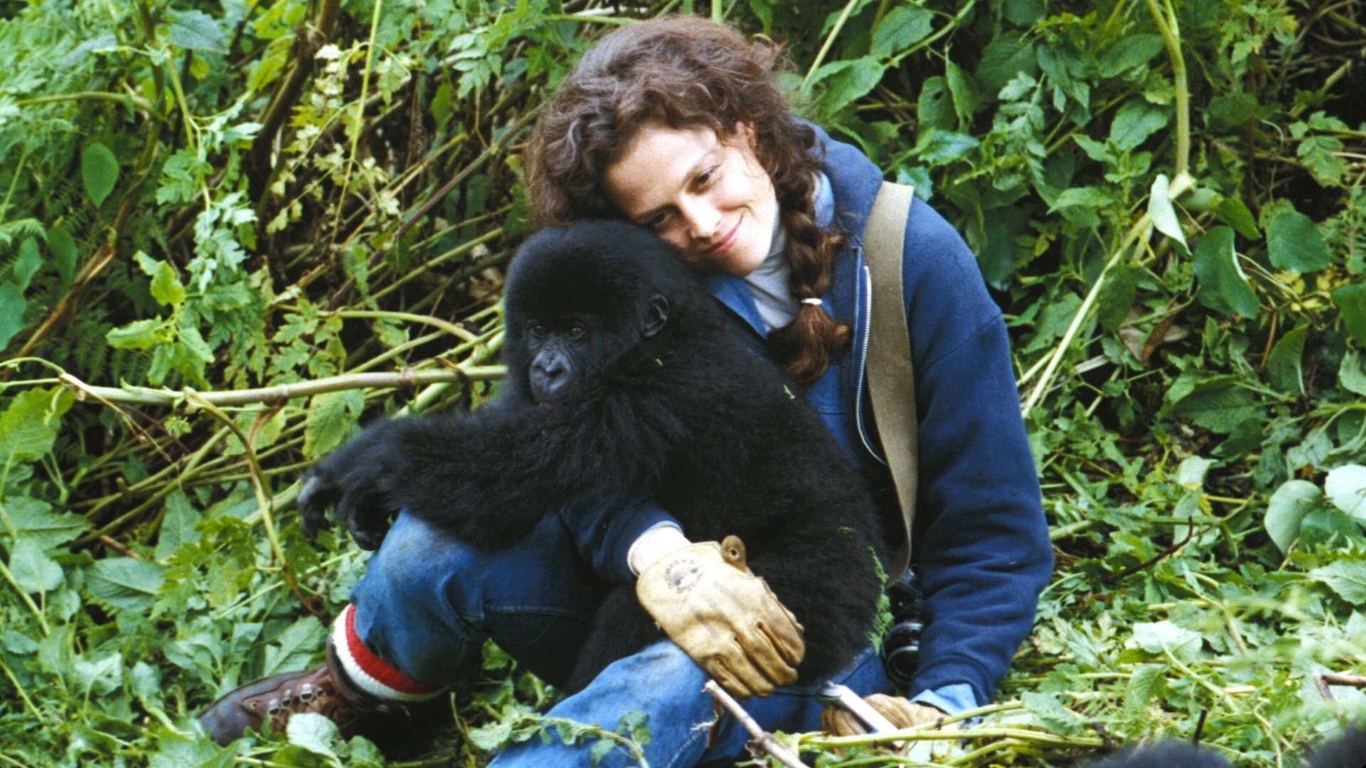 Gorilla nella nebbia - immagine