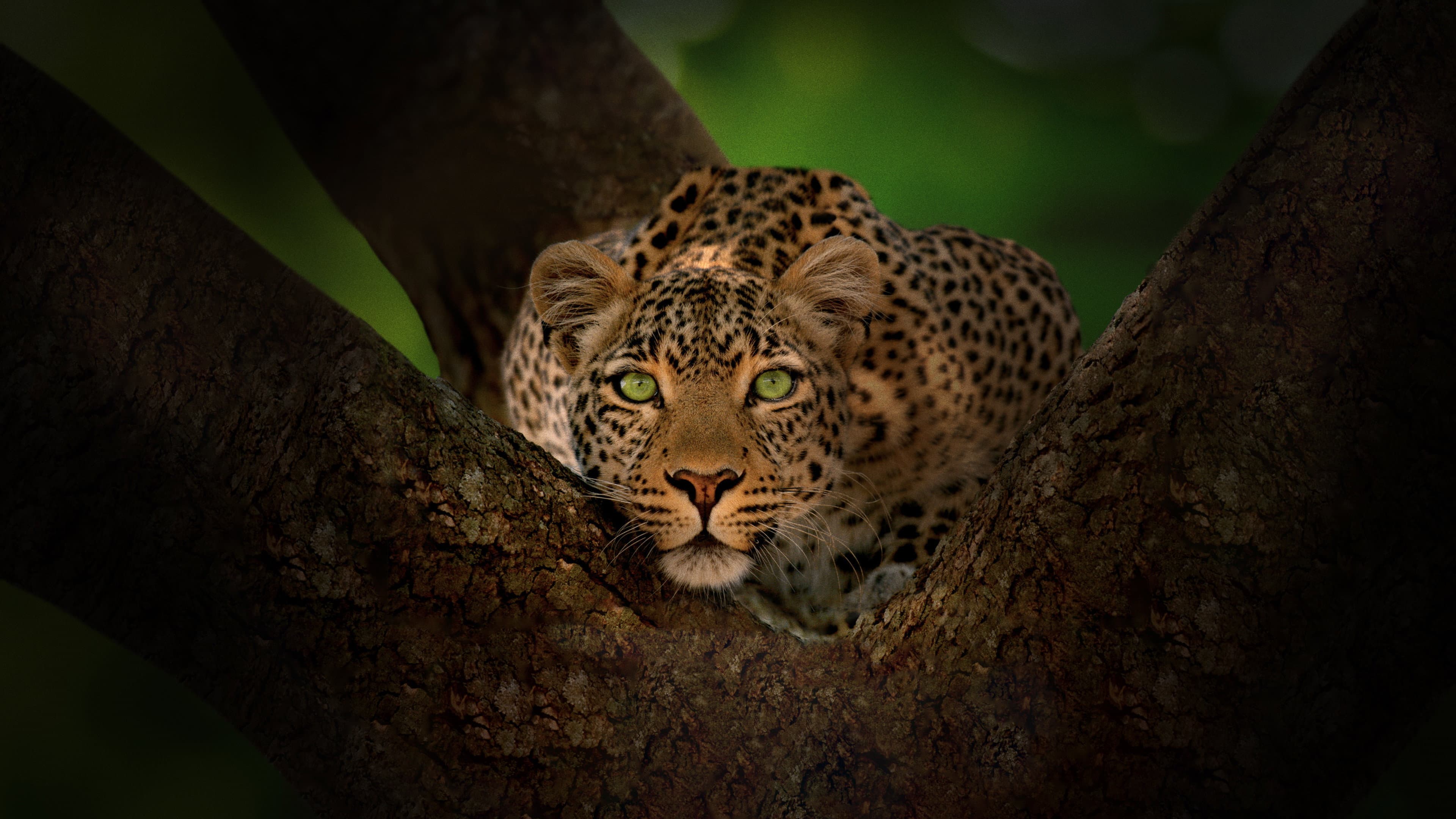 Jade Eyed Leopard - immagine