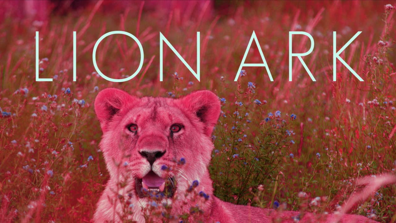Lion Ark - immagine
