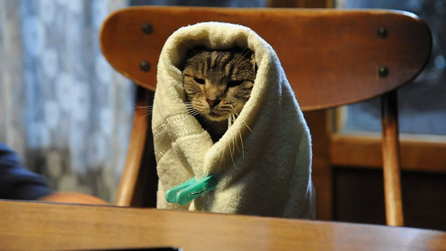 If Cats Disappeared From the World - immagine
