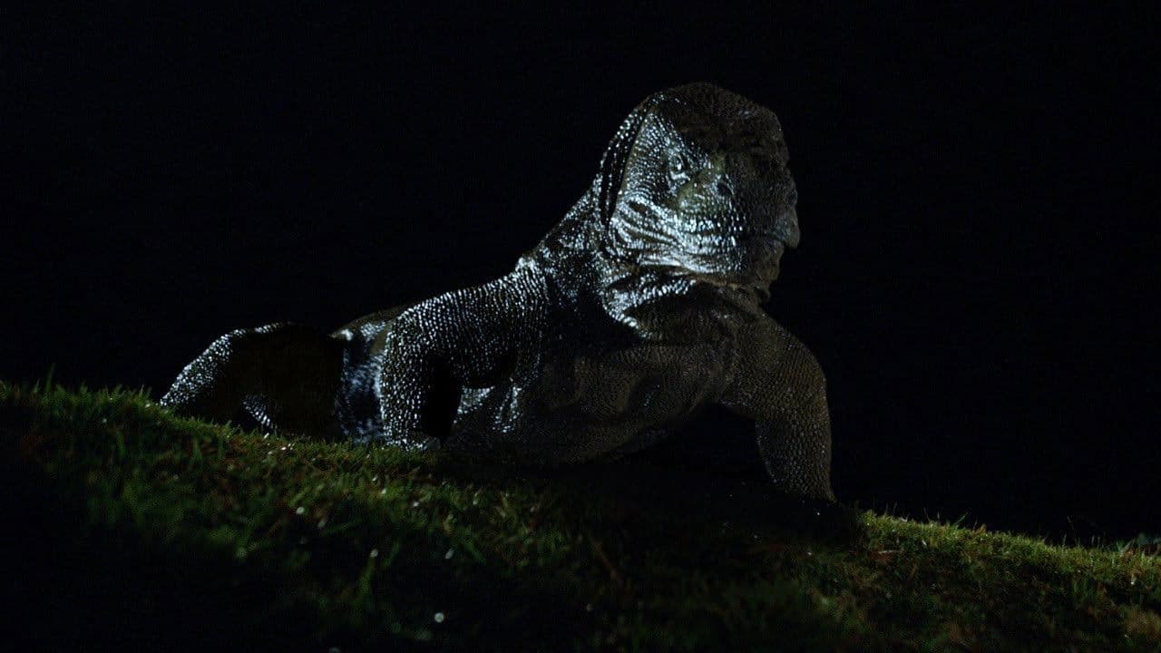 Komodo - immagine