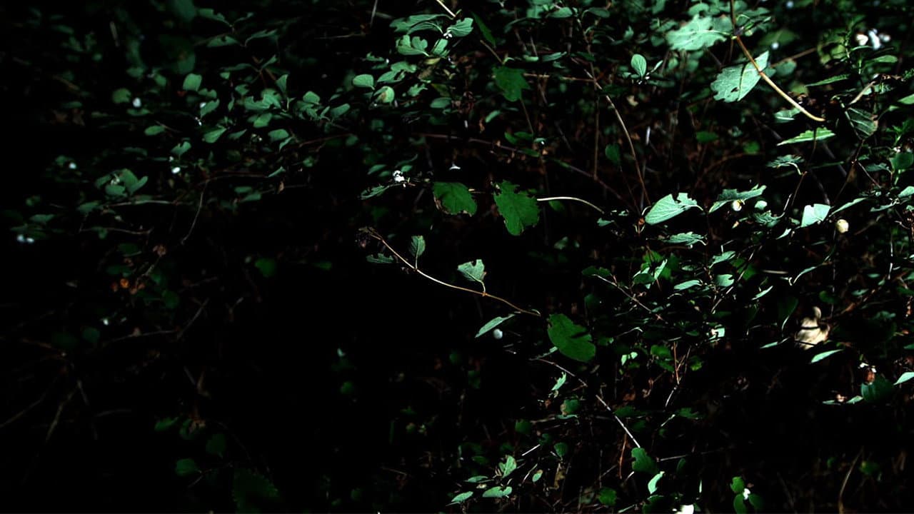 Cyclothymia of a Land - immagine