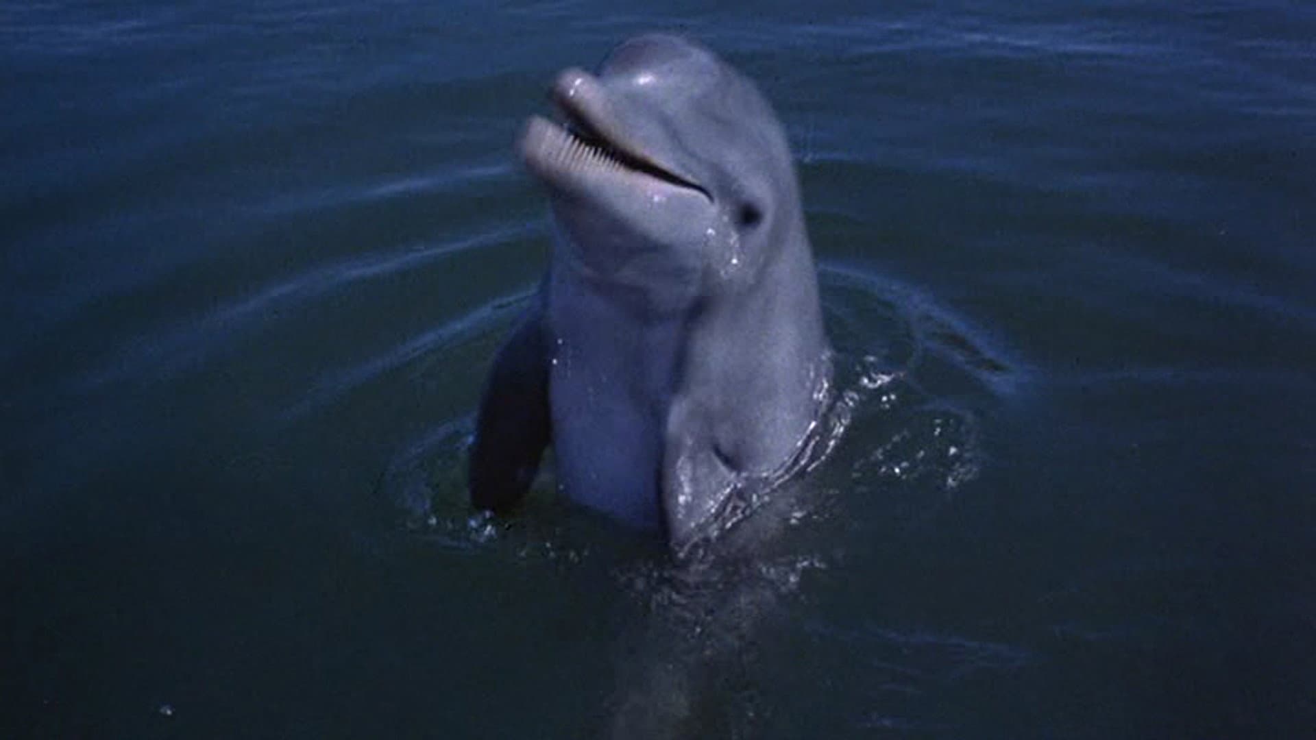 Flipper contro i pirati - immagine