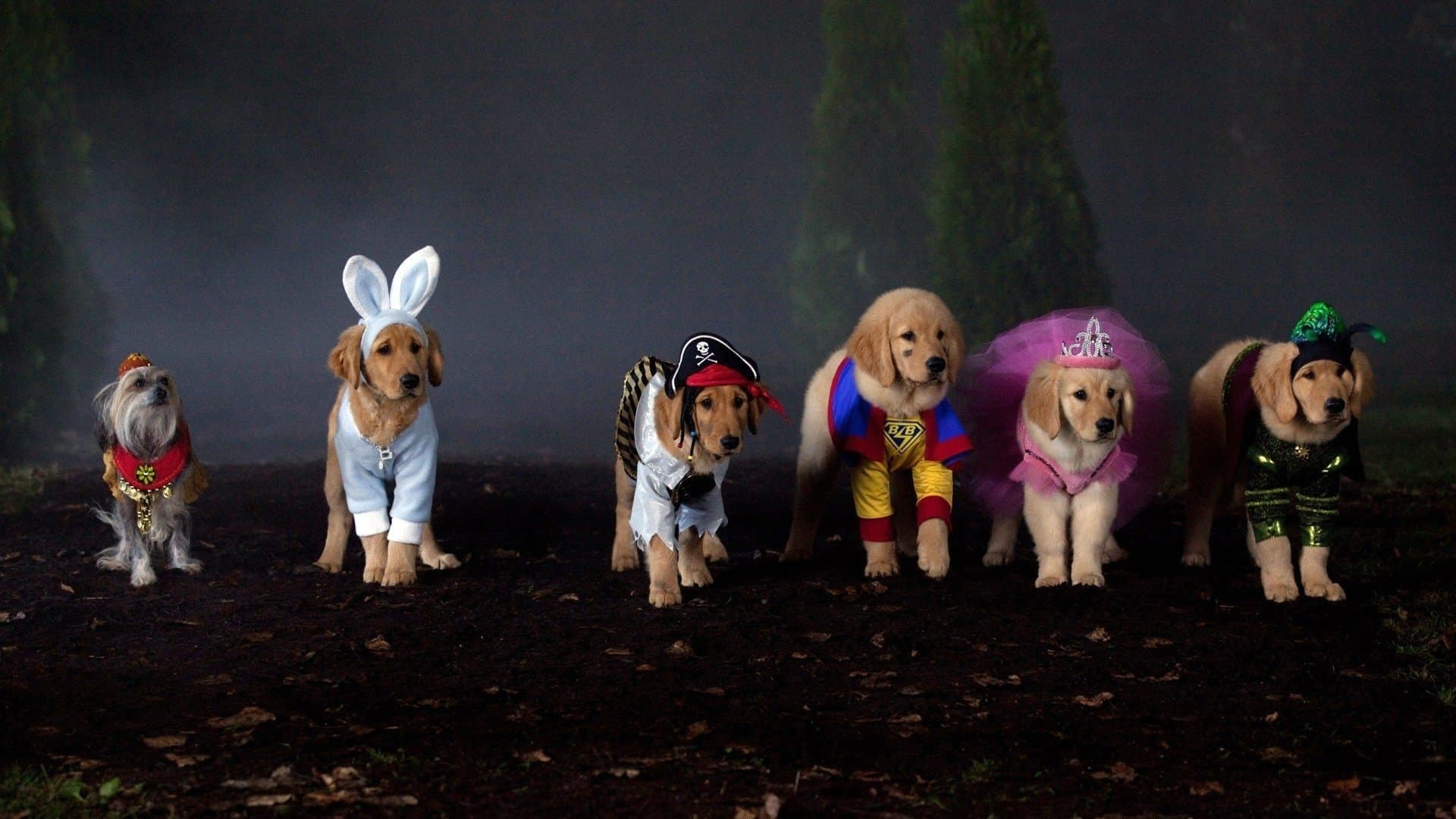 Supercuccioli - Un'avventura da paura! - immagine