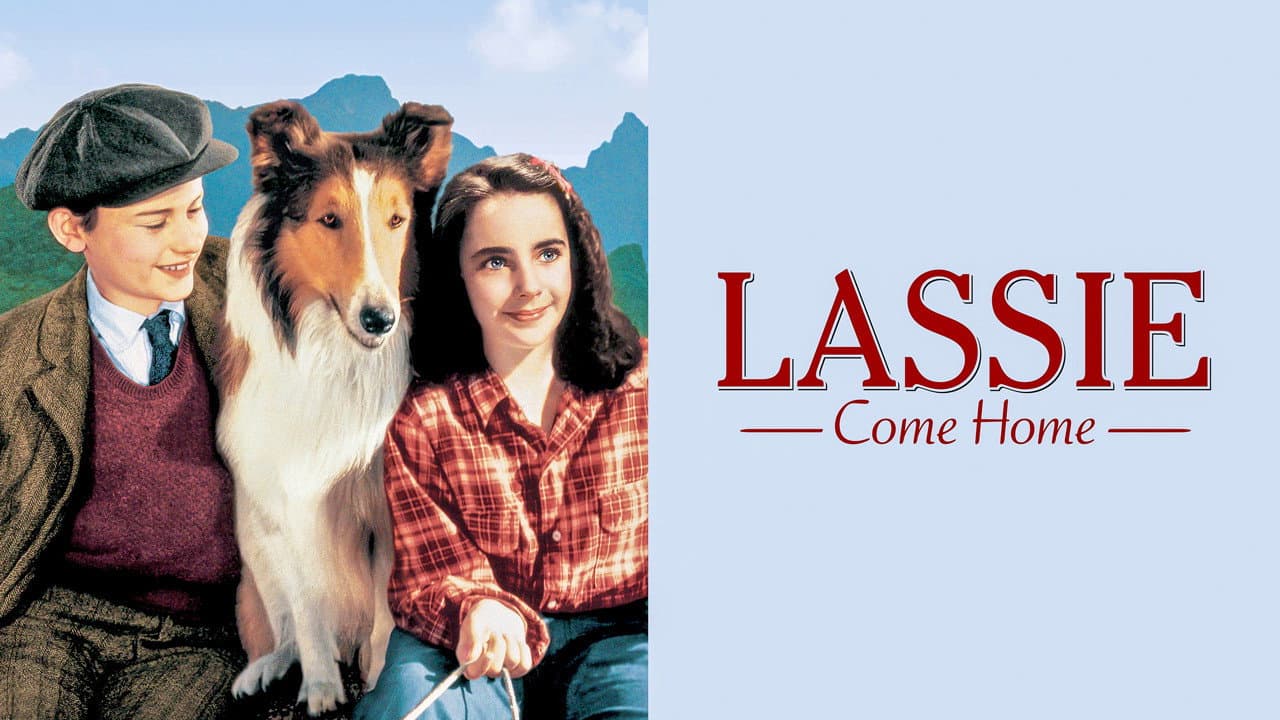 Torna a casa Lassie! - immagine