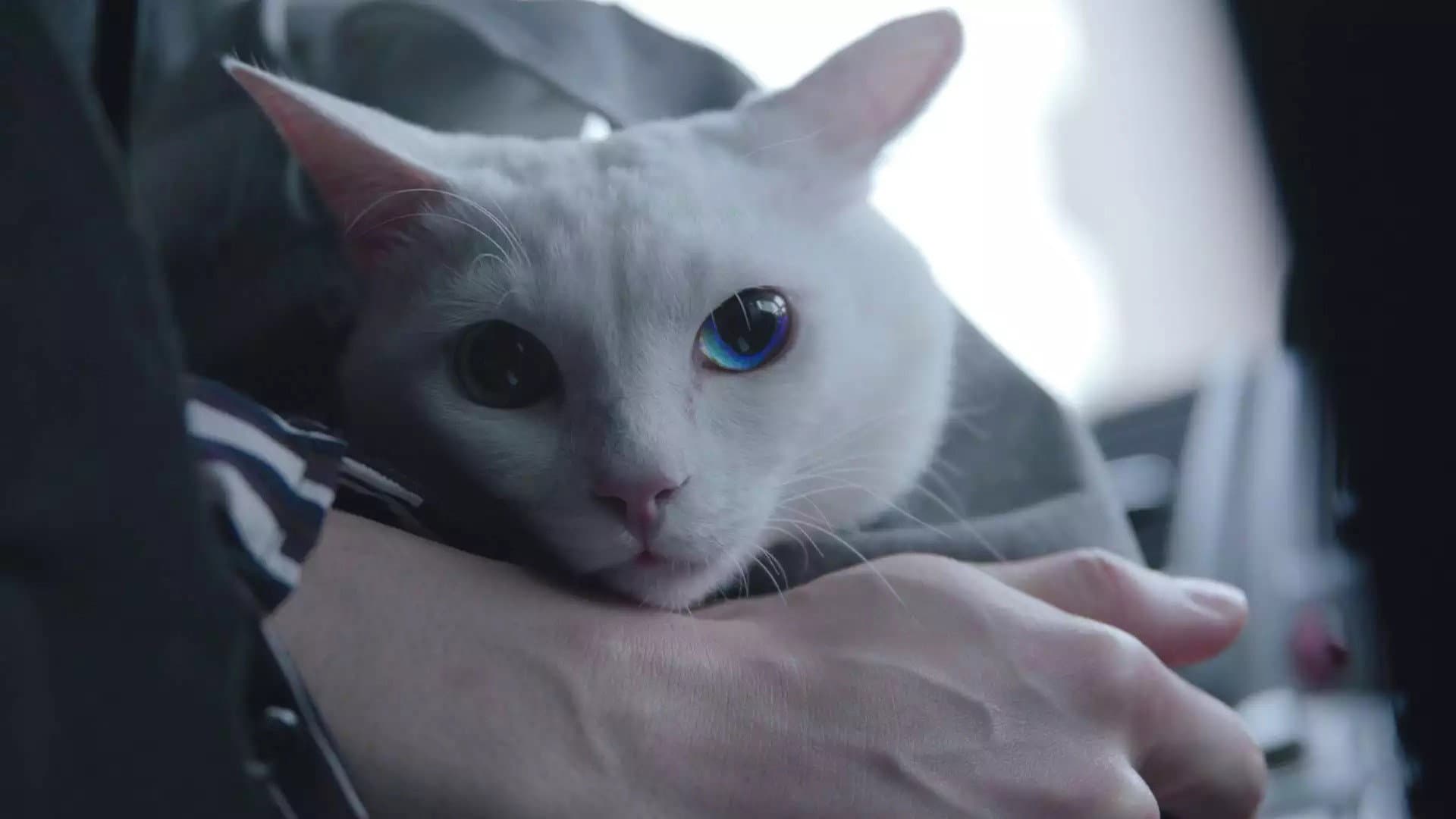 吾輩は猫である! - immagine